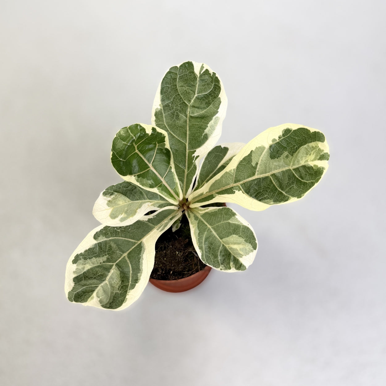 Ficus Lyrata Variegata
