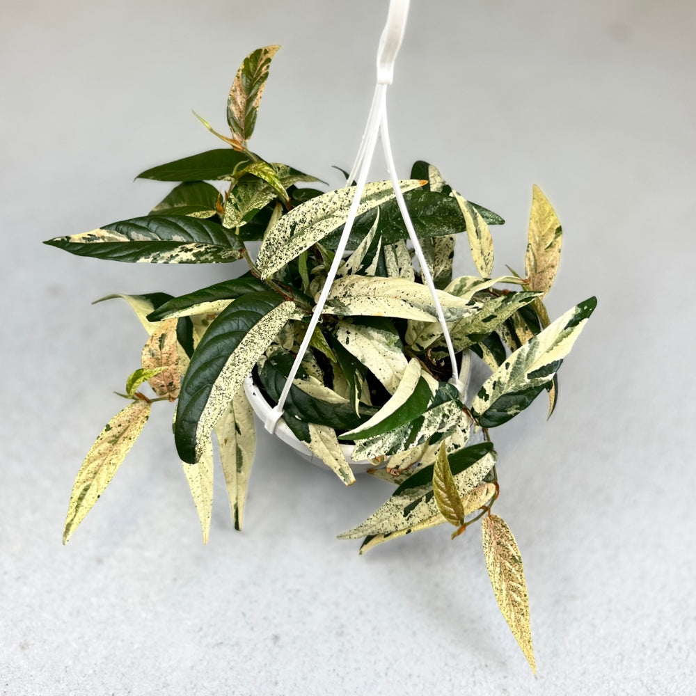 Ficus Sagittata Variegata