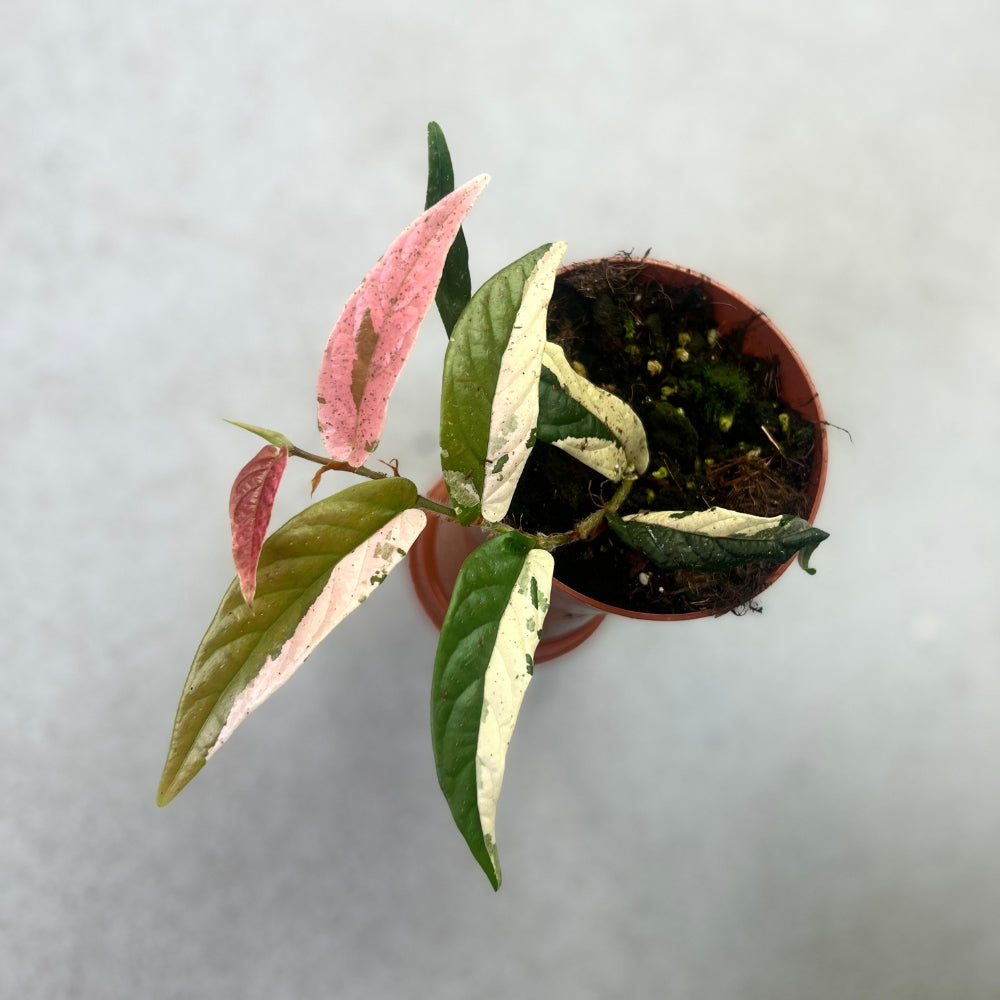 Ficus Sagittata Pink Variegata - Downtown Plant Club