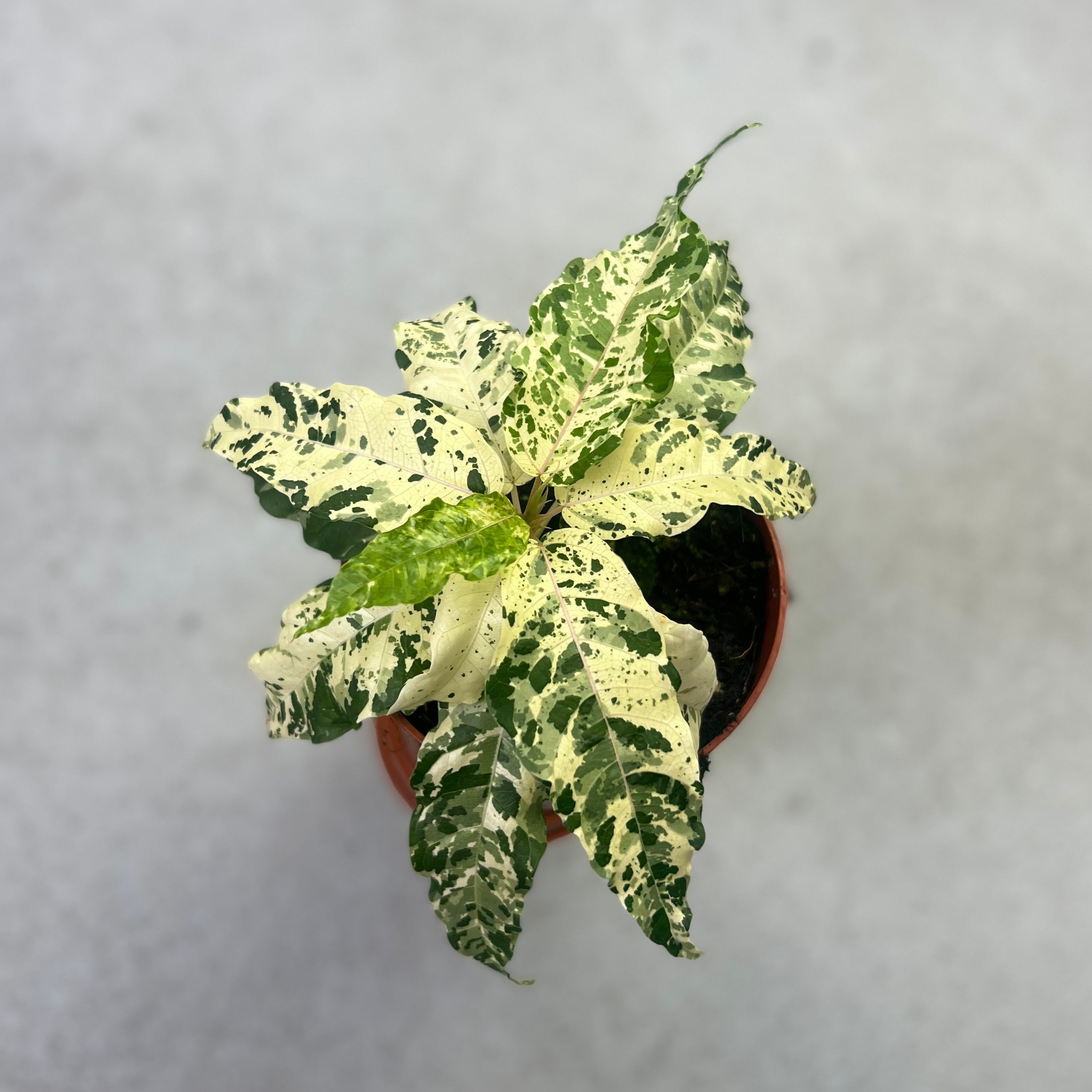 Ficus Snowstorm - Downtown Plant Club