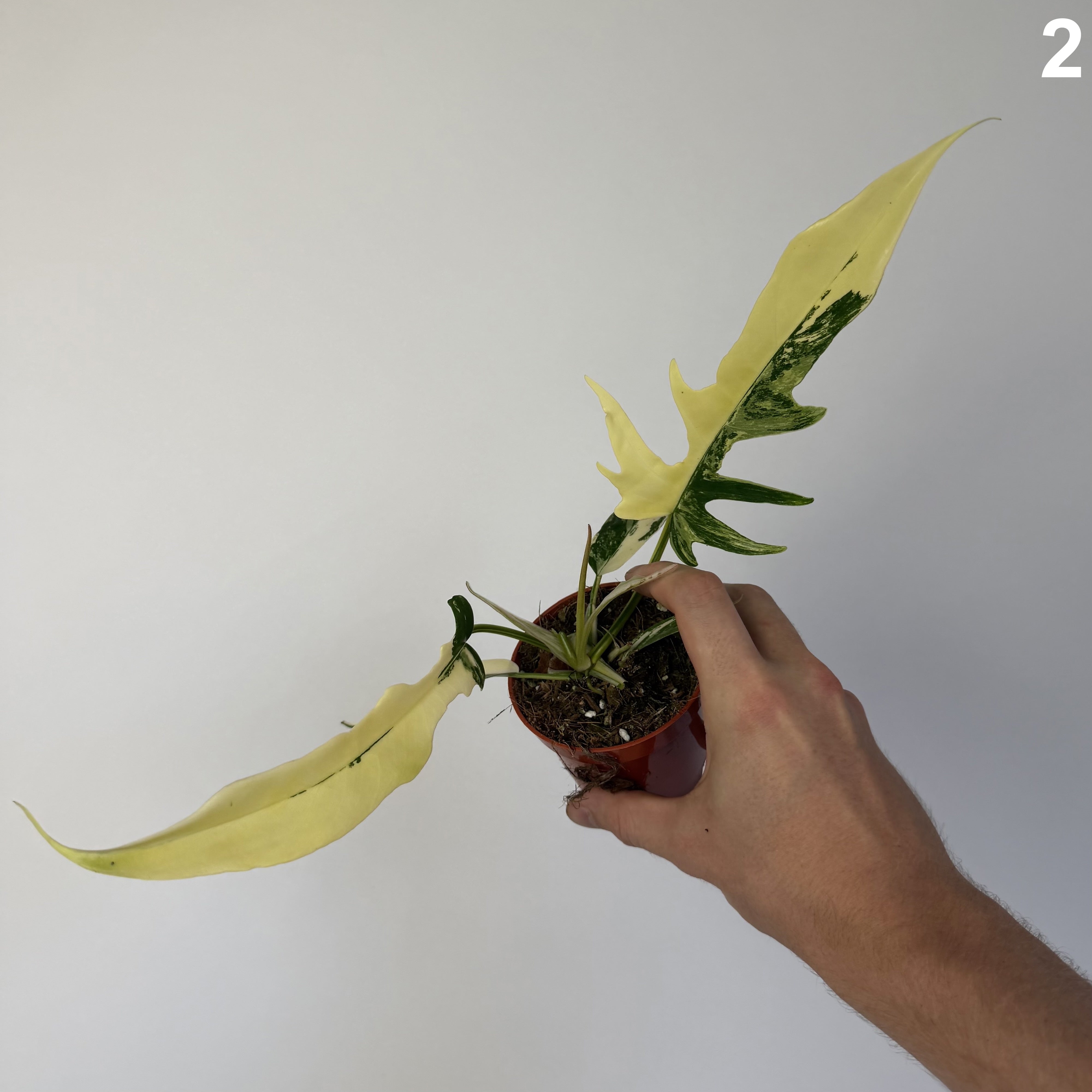 Philodendron Florida Beaty X Tortum Variegata WW