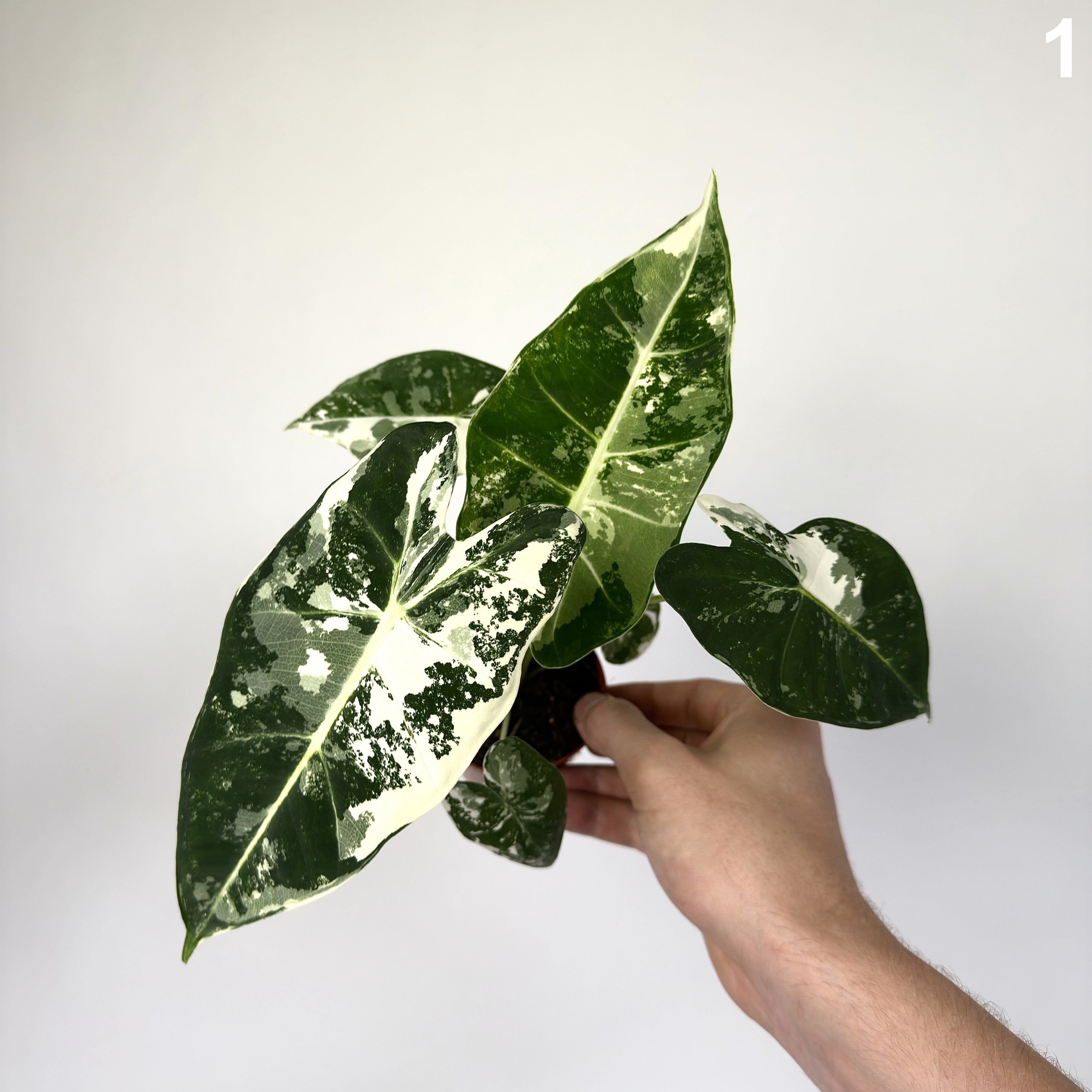 Alocasia Frydek Albo WW