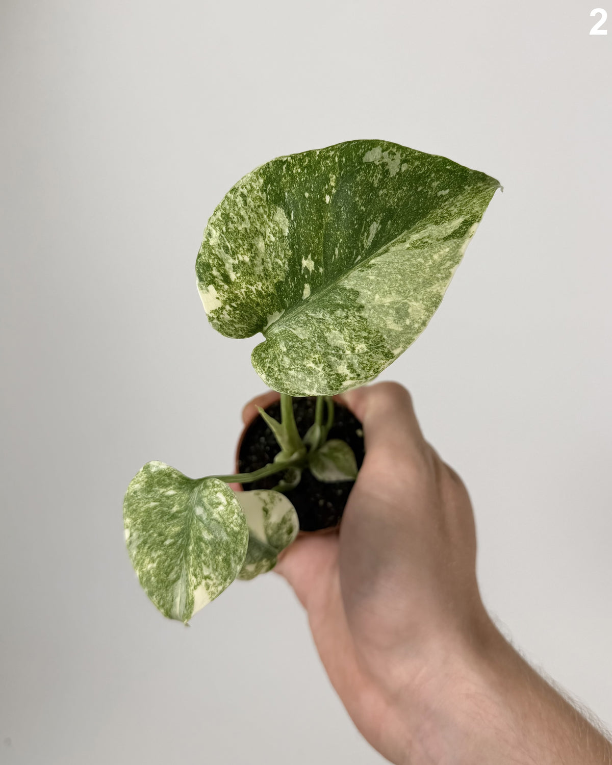 Monstera Deliciosa Green Snow WW