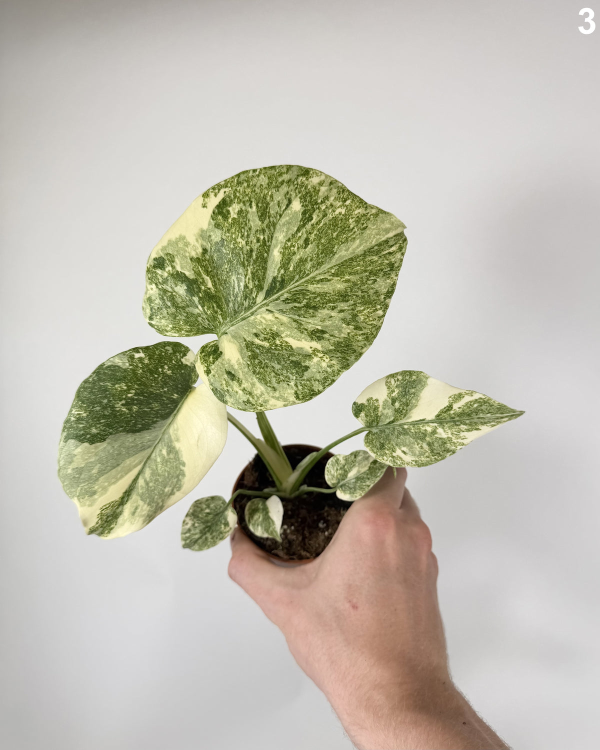 Monstera Deliciosa Green Snow WW