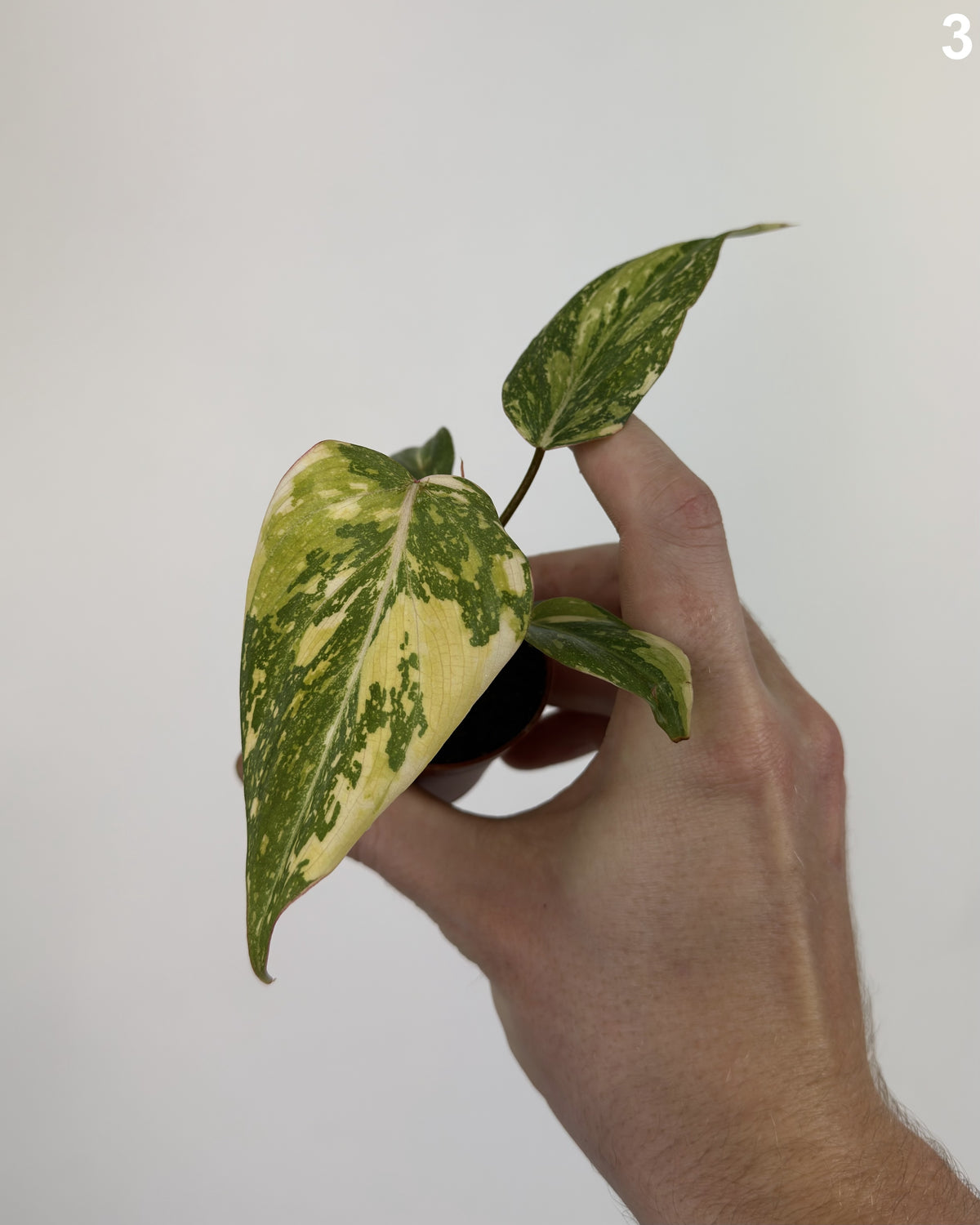 Philodendron Gloriosum Tricolor Variegata WW