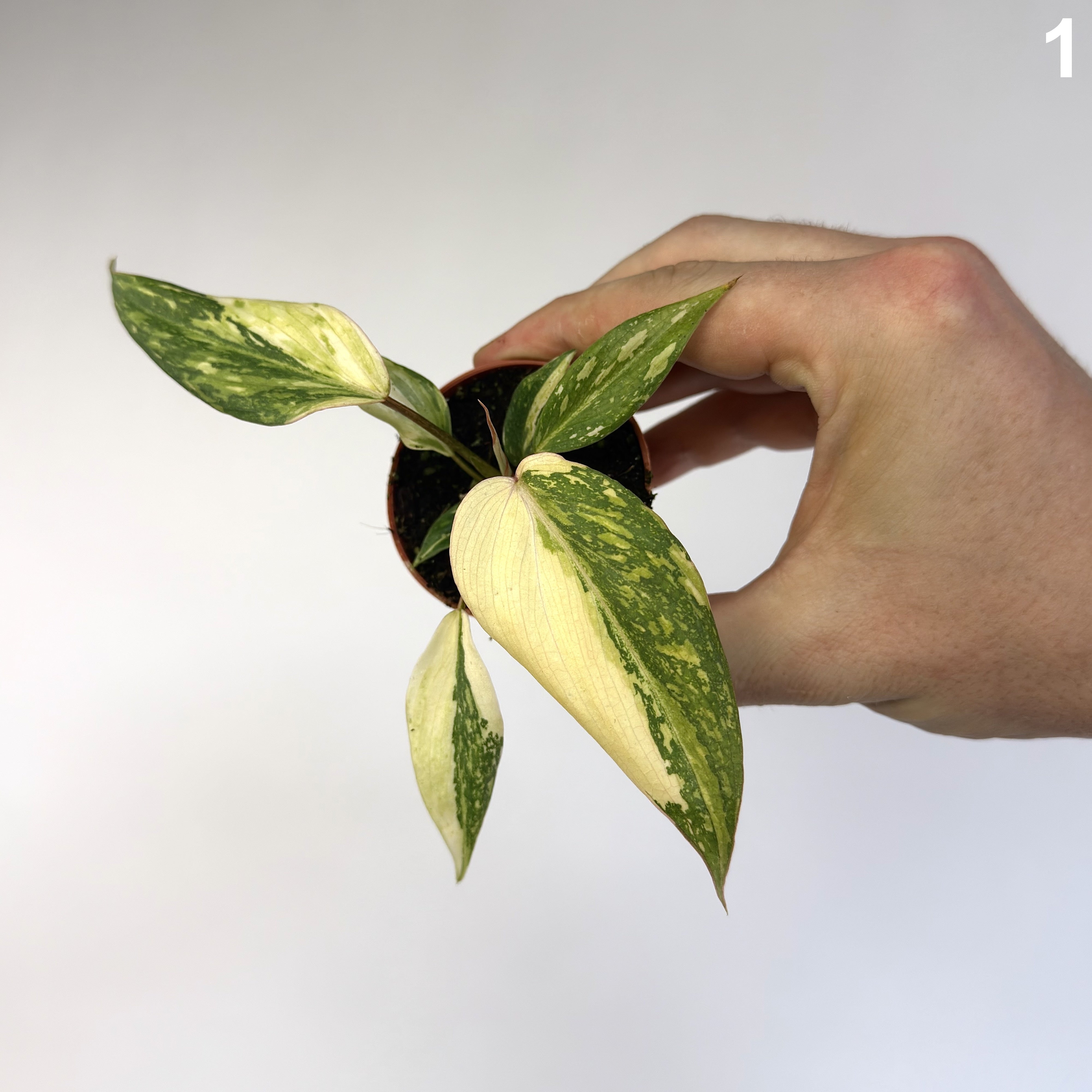 Philodendron Gloriosum Tricolor WW