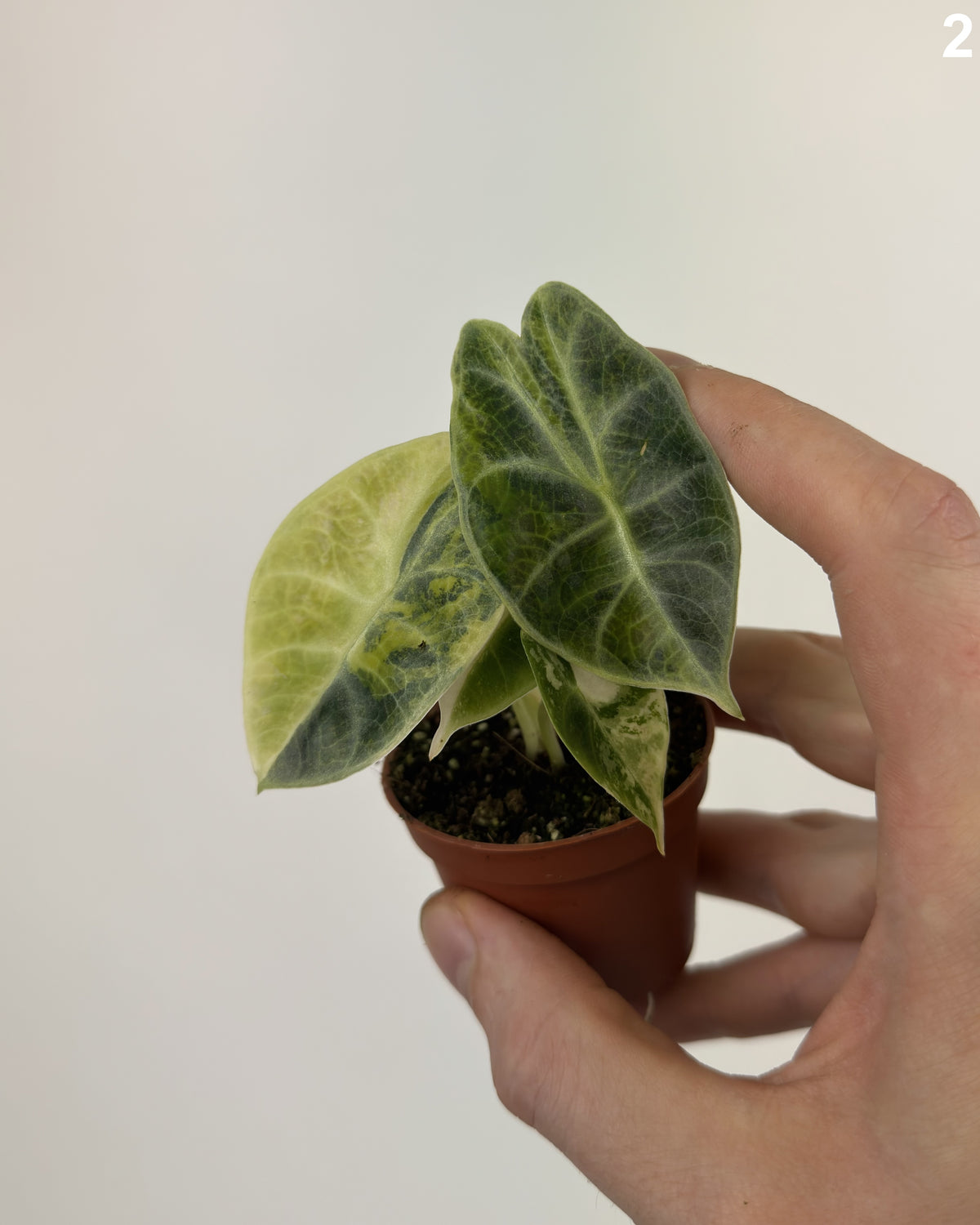Alocasia Watsoniana Glossy Type Aurea WW