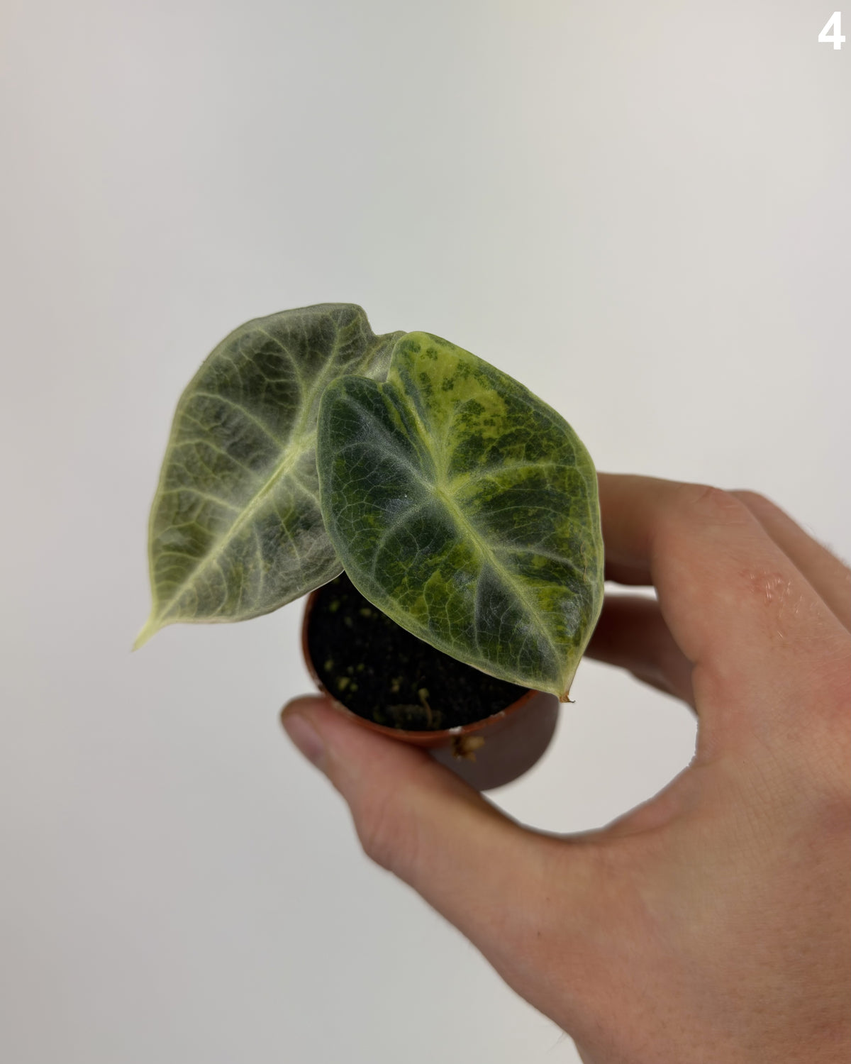 Alocasia Watsoniana Glossy Type Aurea WW