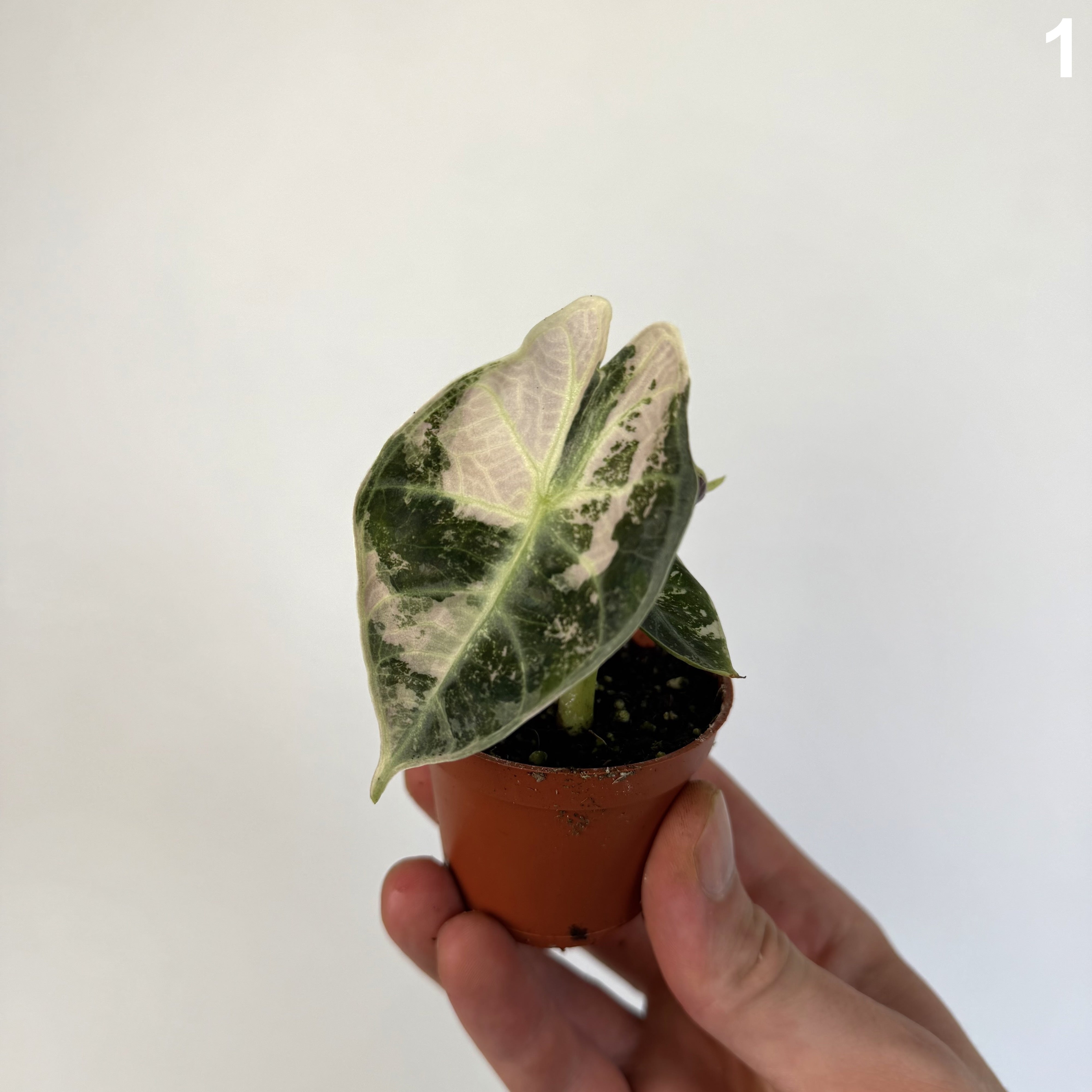 Alocasia Watsoniana Glossy Type Variegata WW
