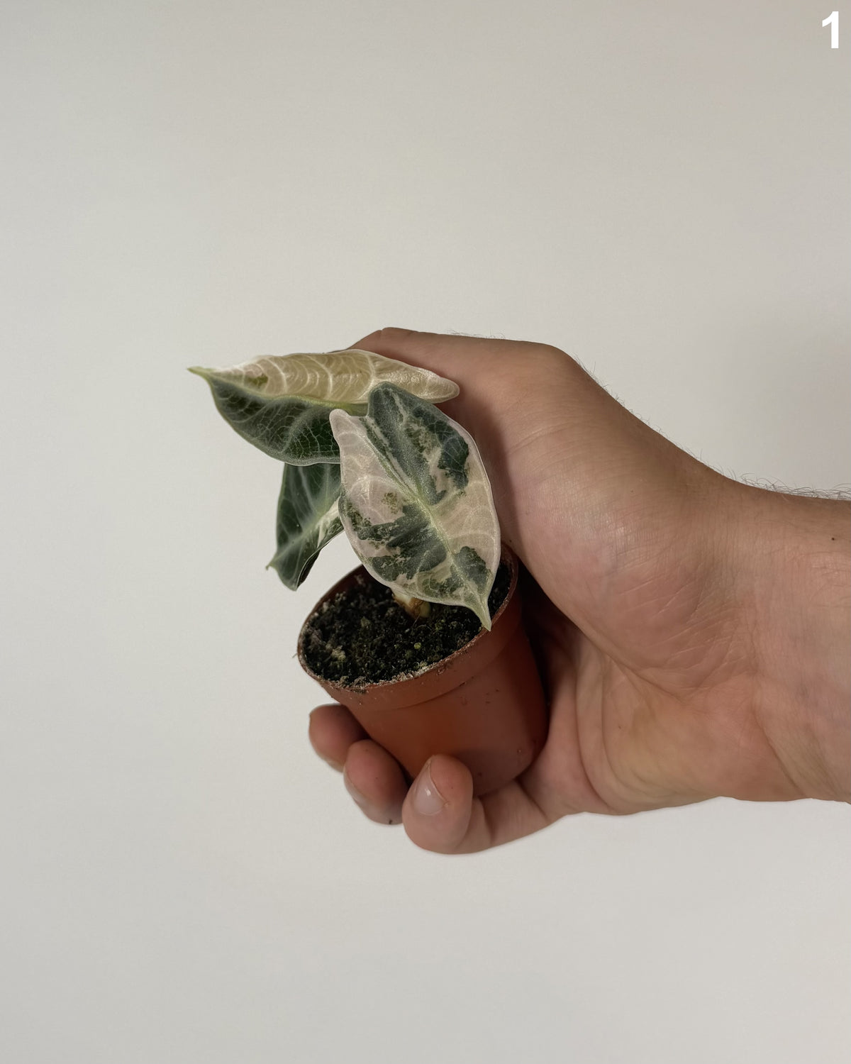 Alocasia Watsoniana Glossy Type Variegata WW