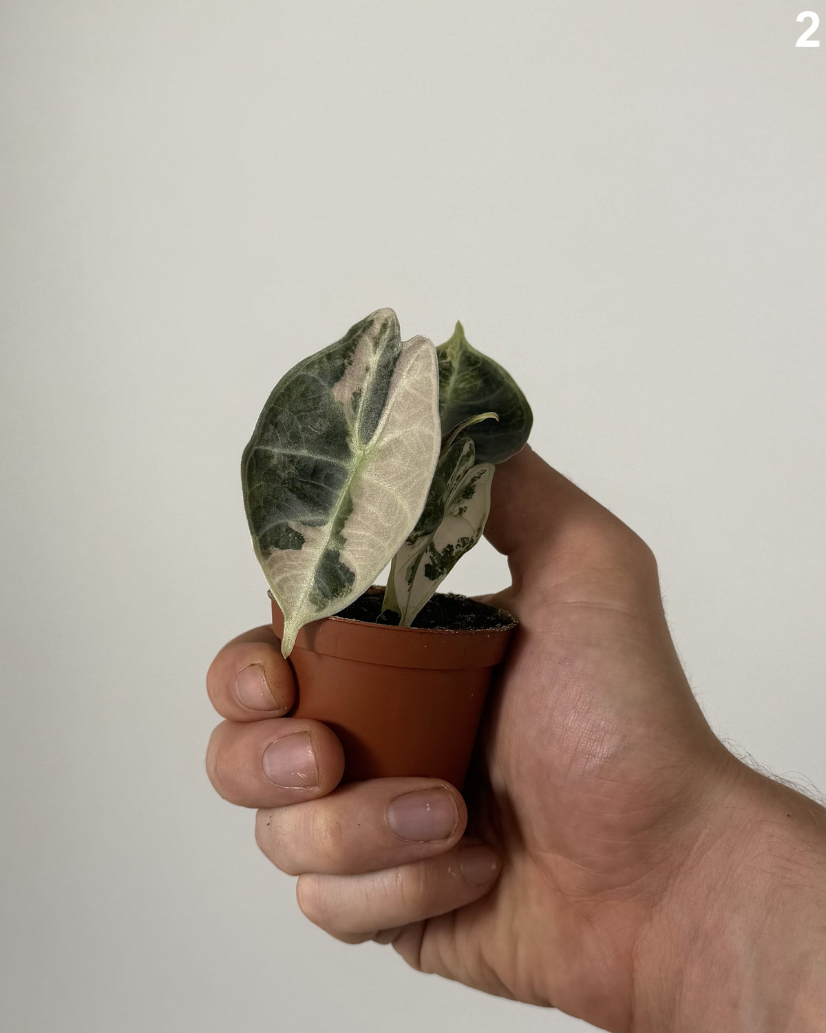 Alocasia Watsoniana Glossy Type Variegata WW