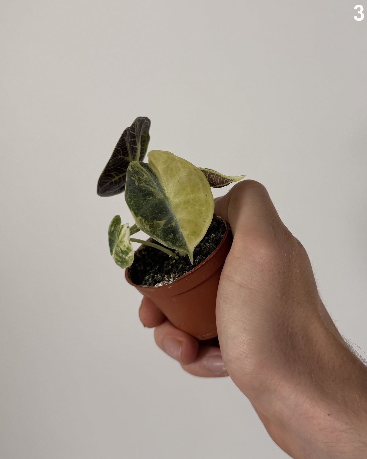 Alocasia Watsoniana Glossy Type Variegata WW