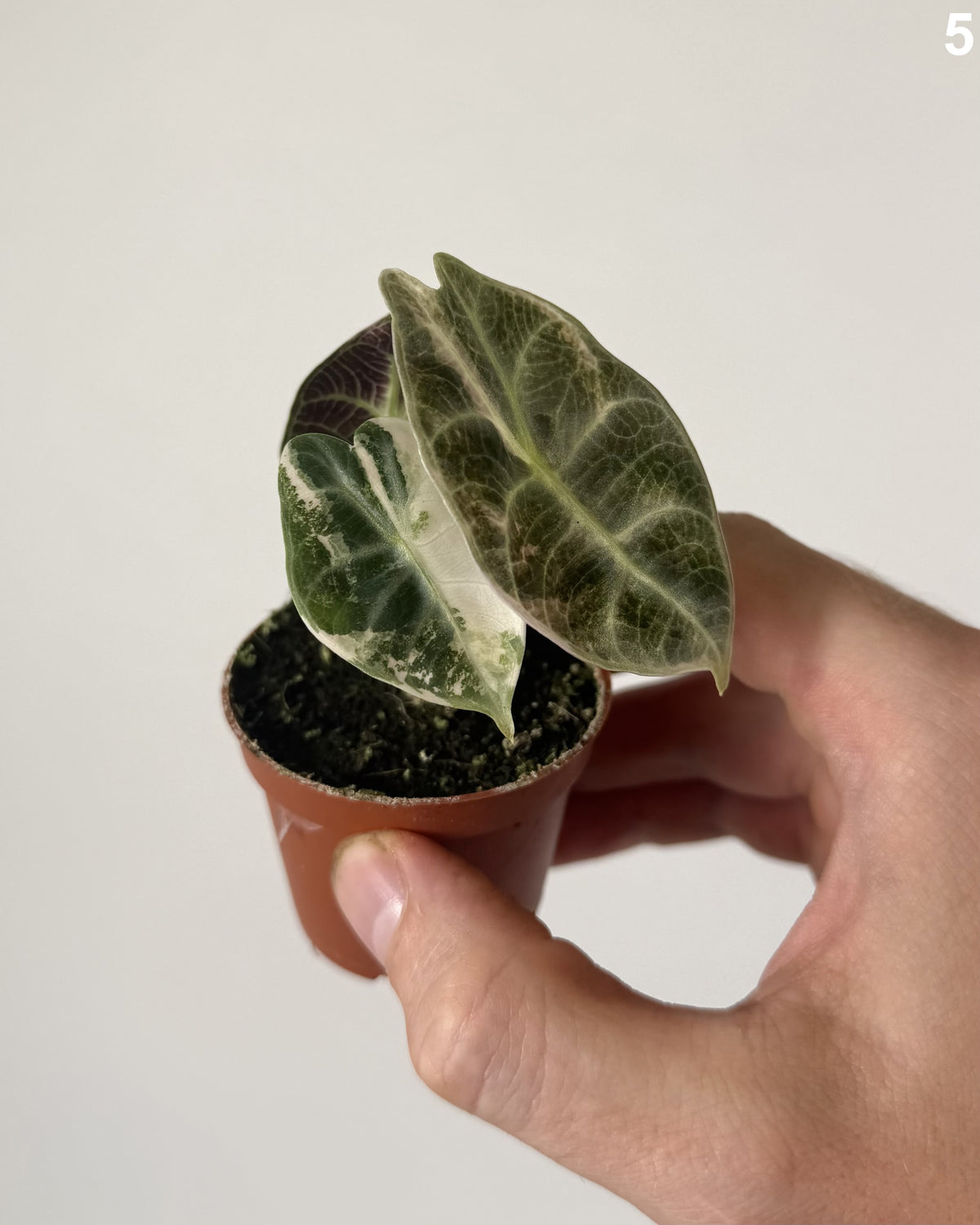 Alocasia Watsoniana Glossy Type Variegata WW