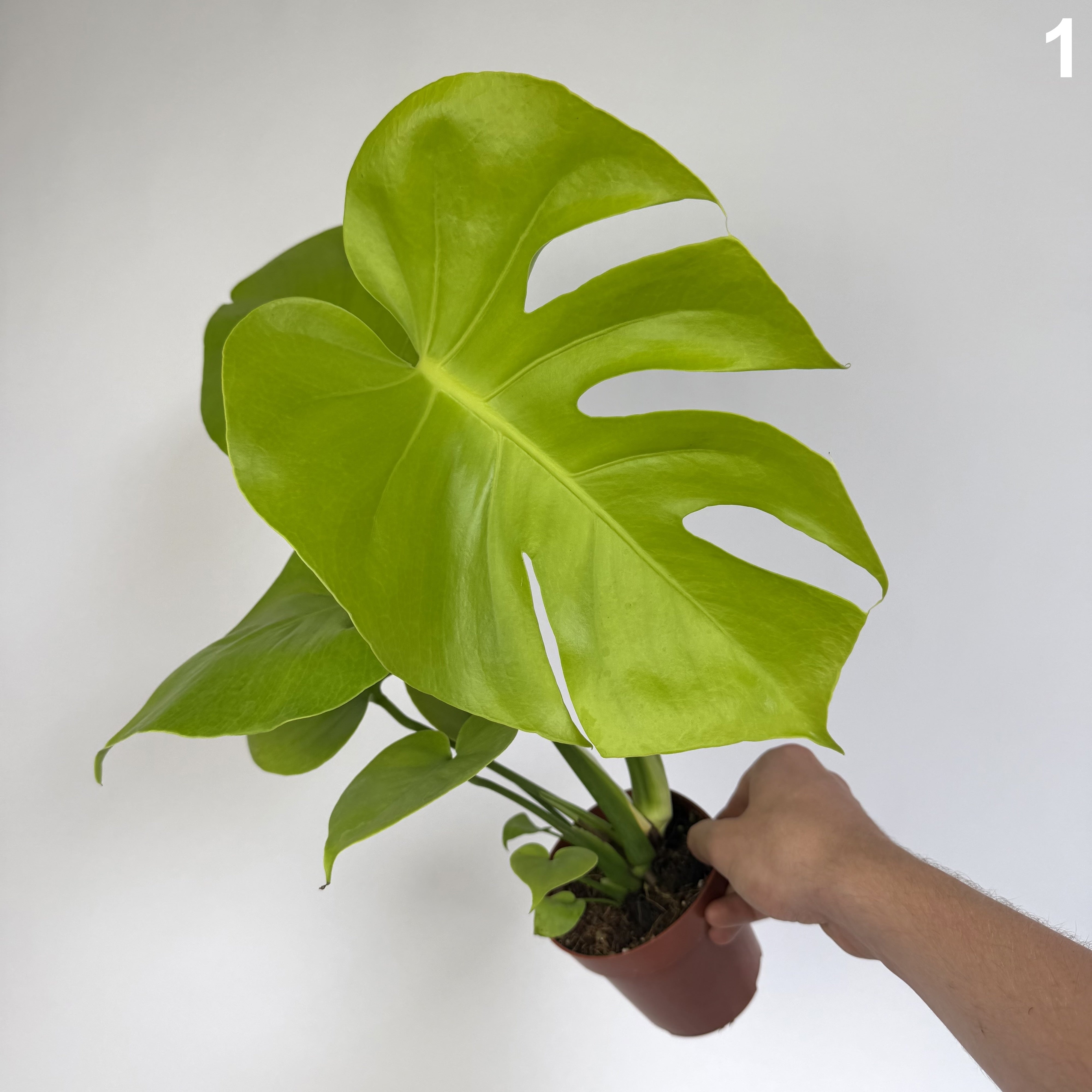 Monstera Deliciosa Golden WW