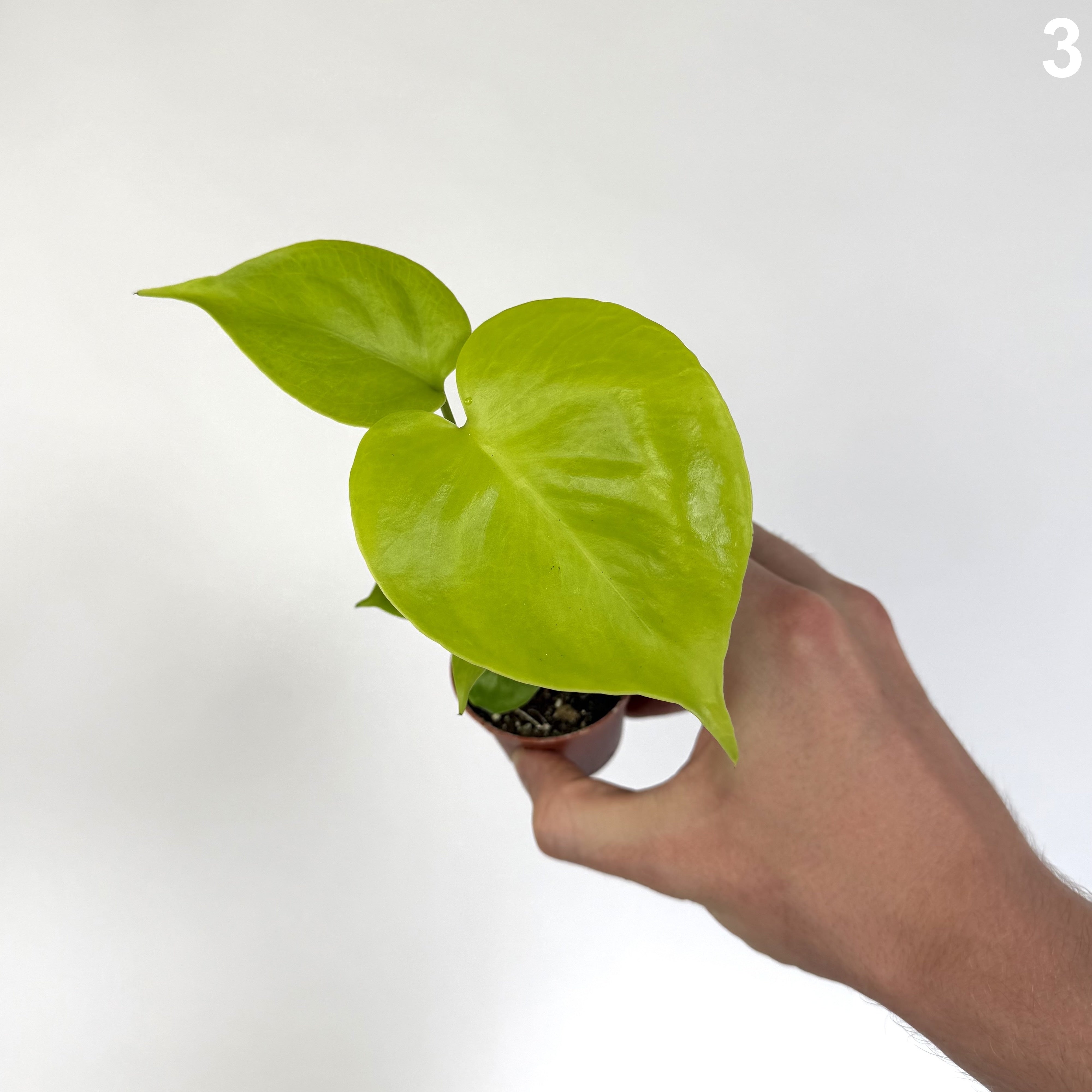 Monstera Deliciosa Golden WW