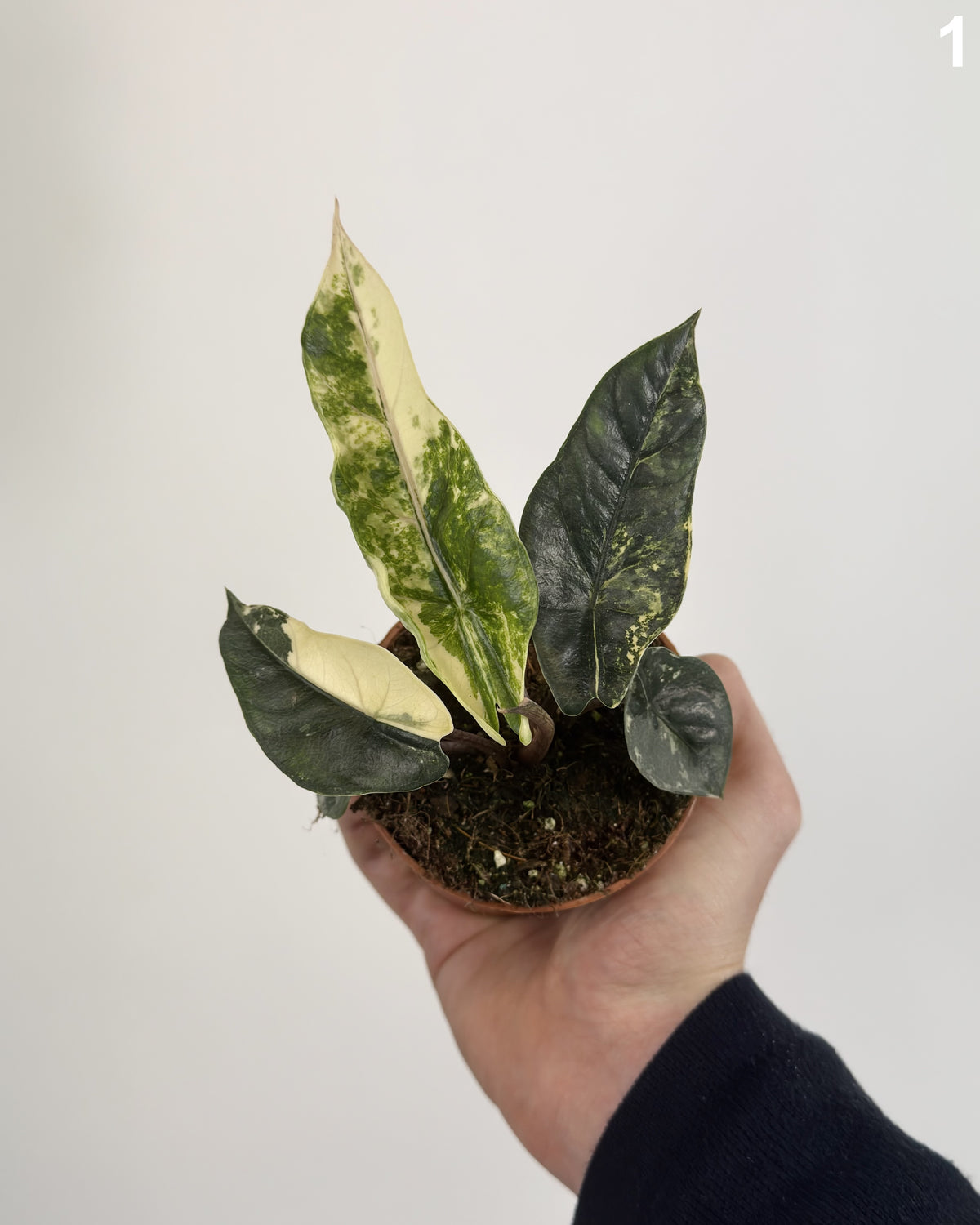 Alocasia Heterophylla Albo Variegata WW