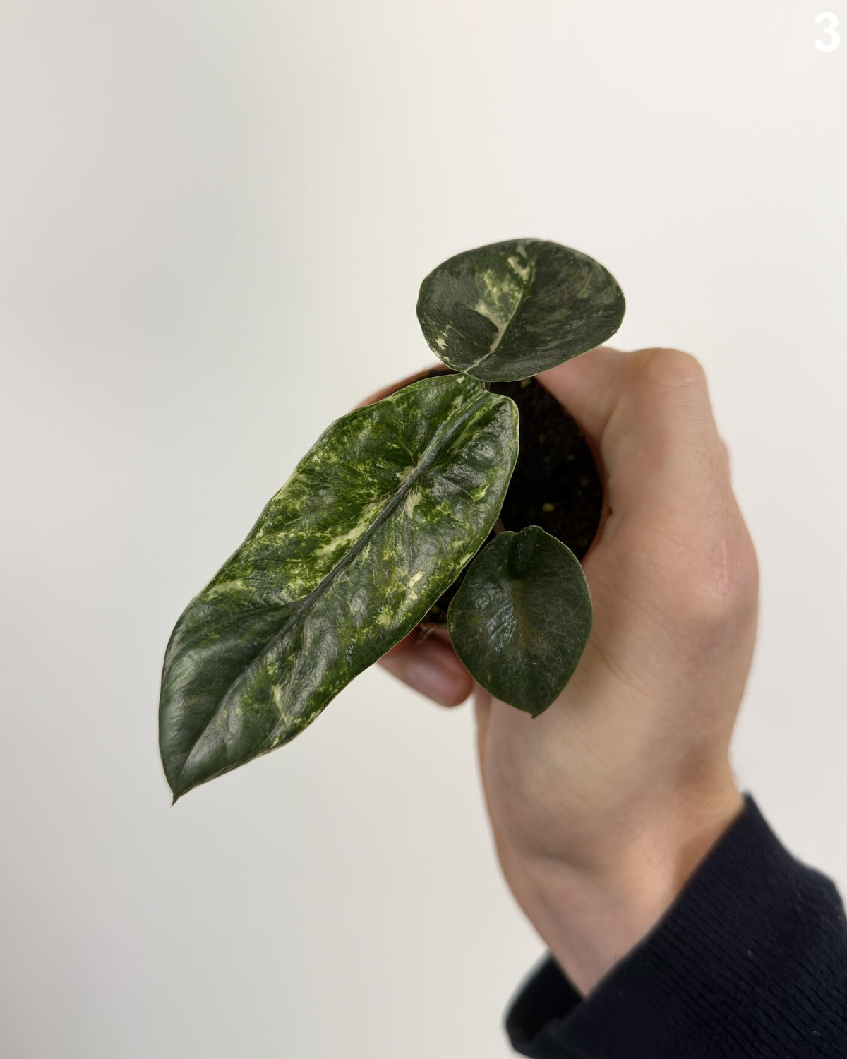 Alocasia Heterophylla Albo Variegata WW