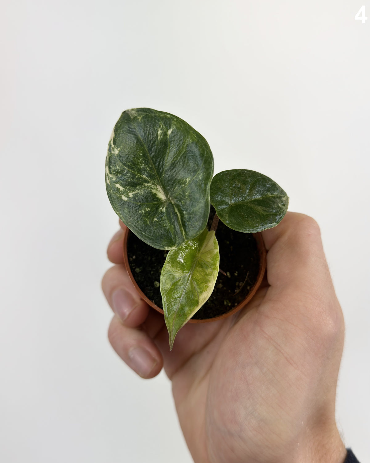 Alocasia Heterophylla Albo Variegata WW