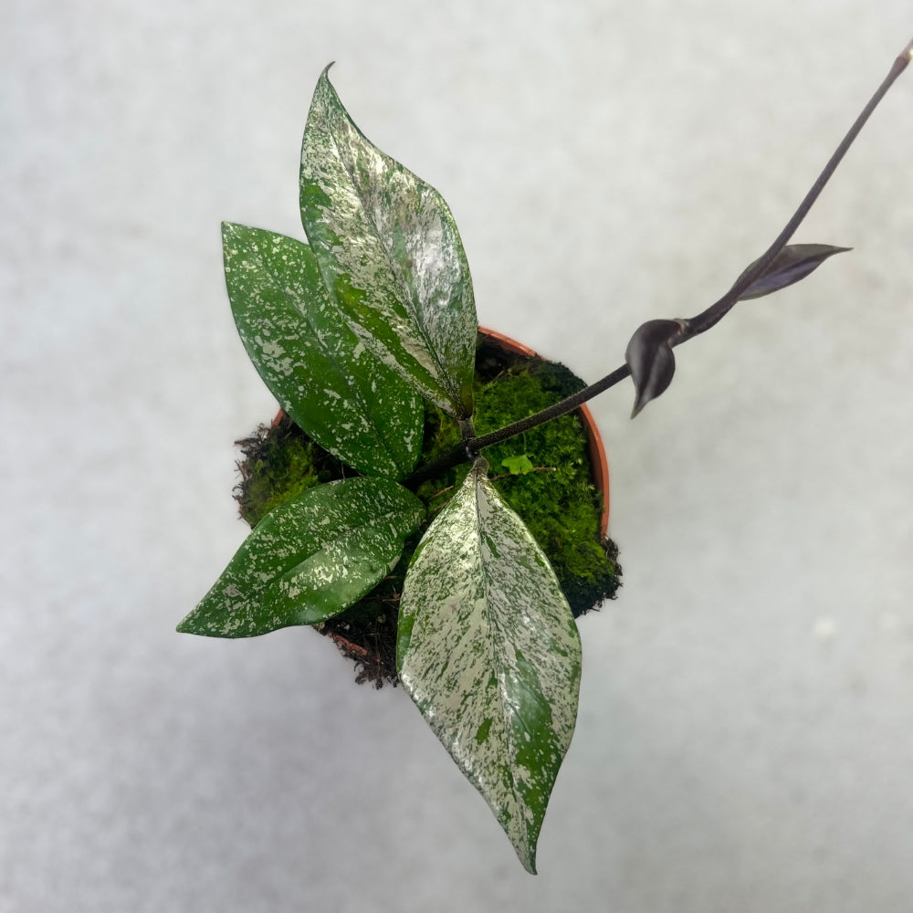 Hoya Carnosa Stardust - Downtown Plant Club