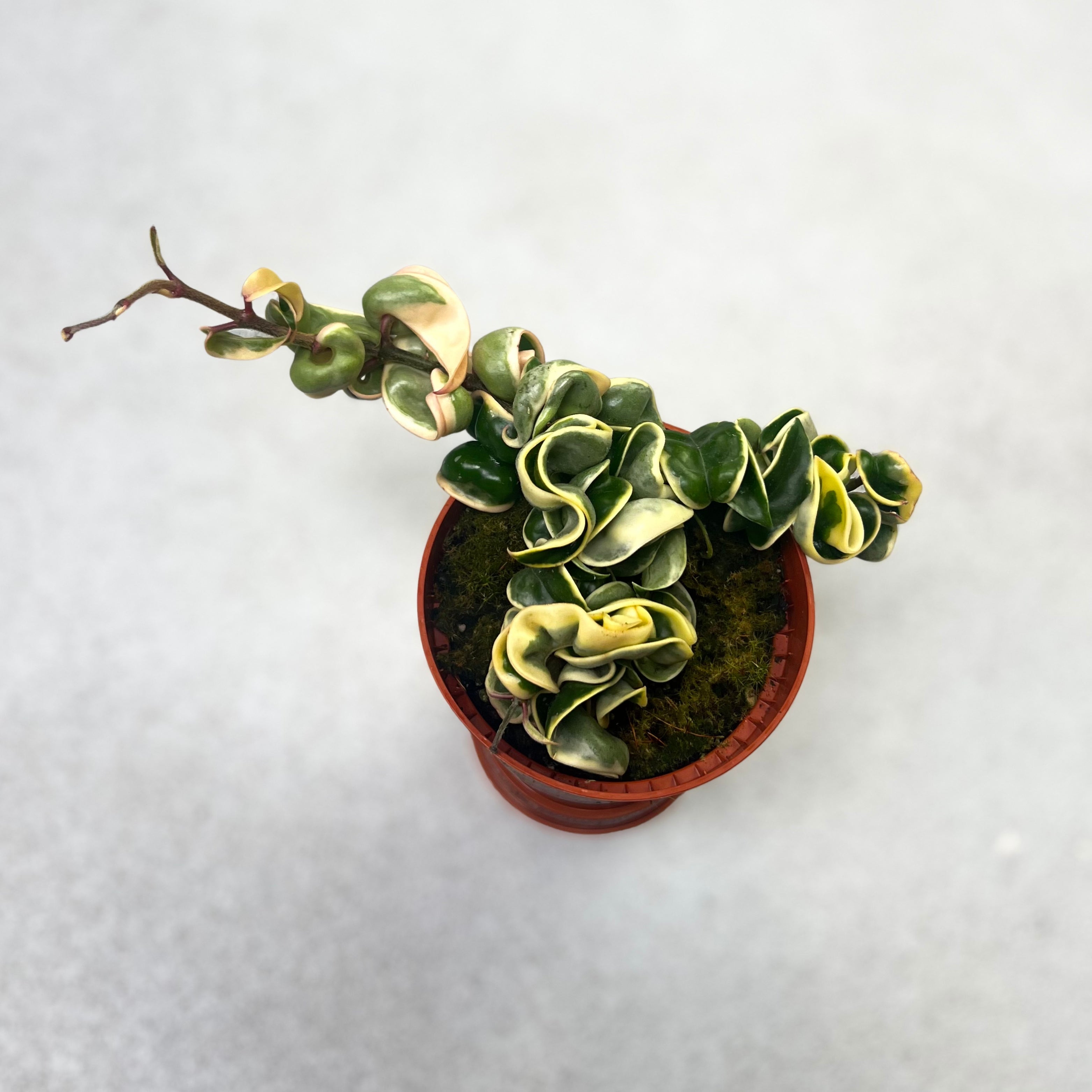 Hoya Compacta Variegata - Downtown Plant Club