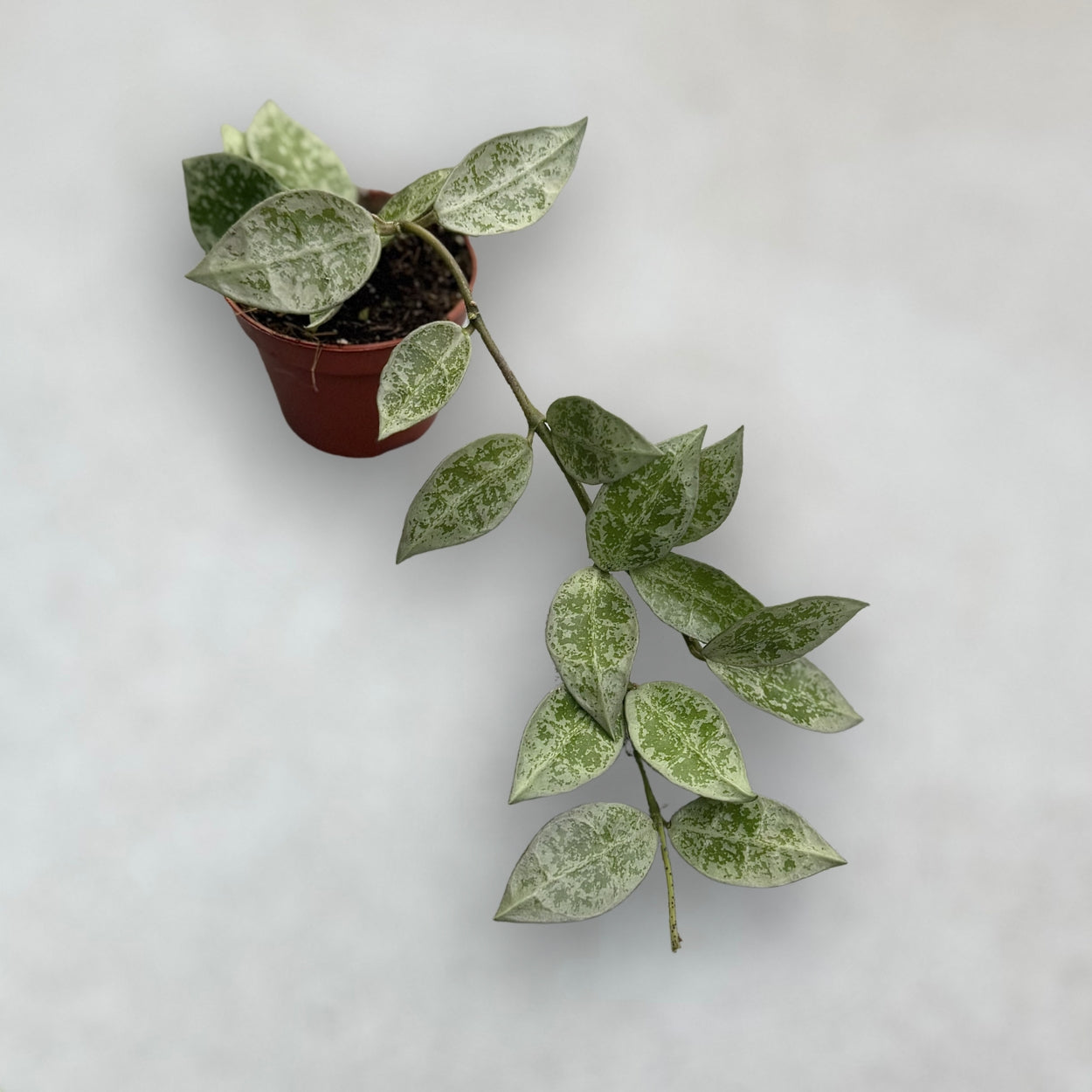 Hoya Snow Leopard by Downtown Plant Club