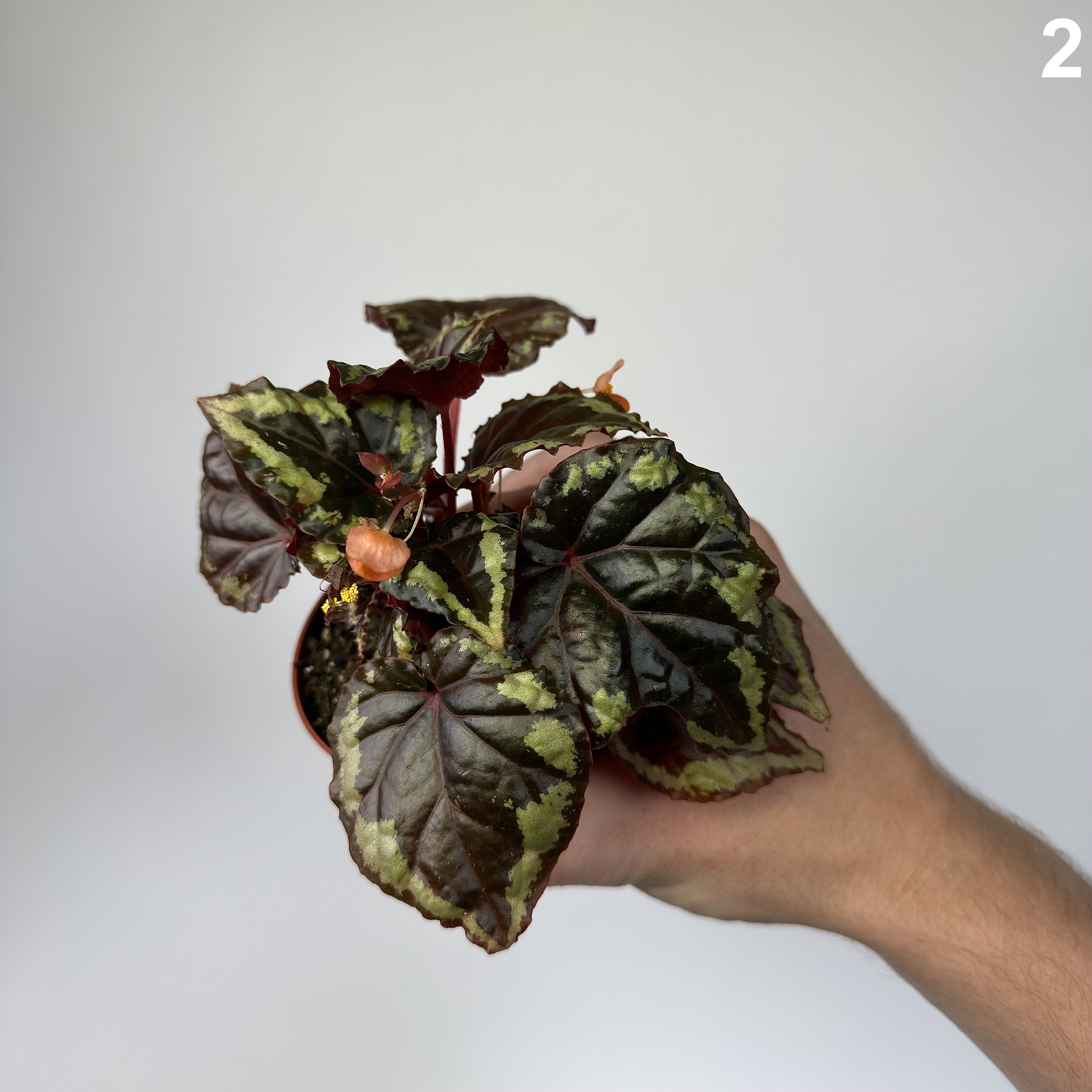 Begonia Ignita WW