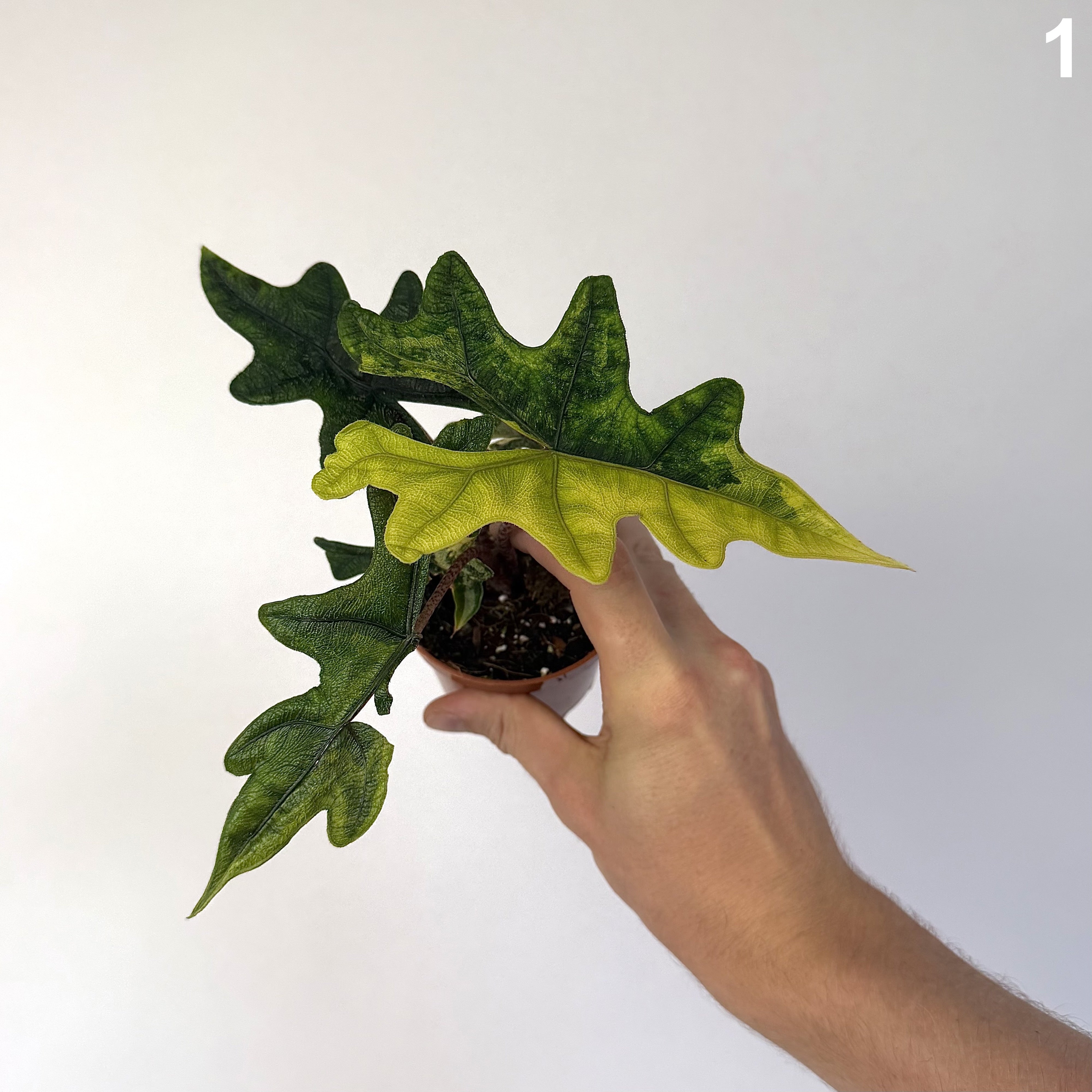 Alocasia Jacklyn Aurea WW