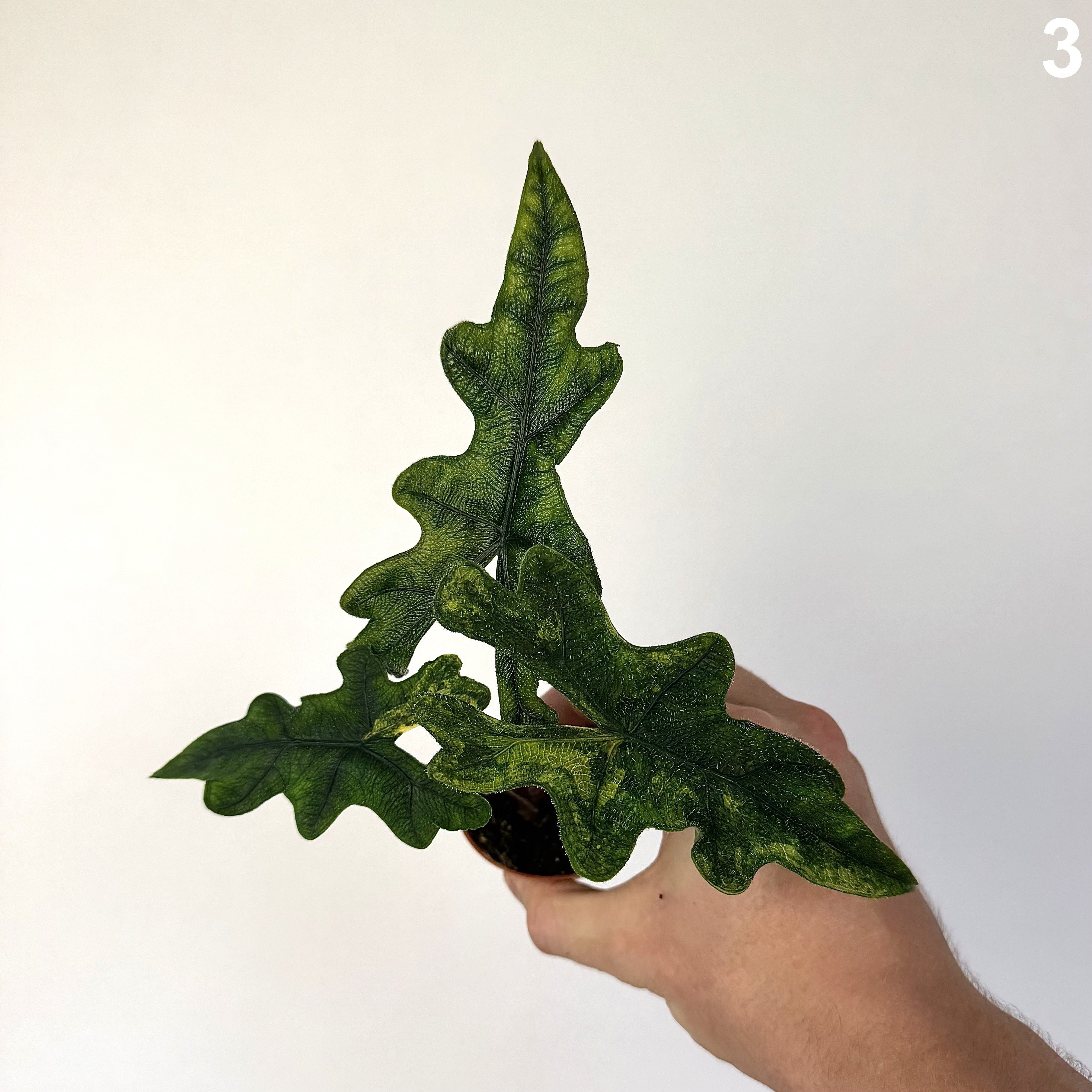 Alocasia Jacklyn Aurea WW