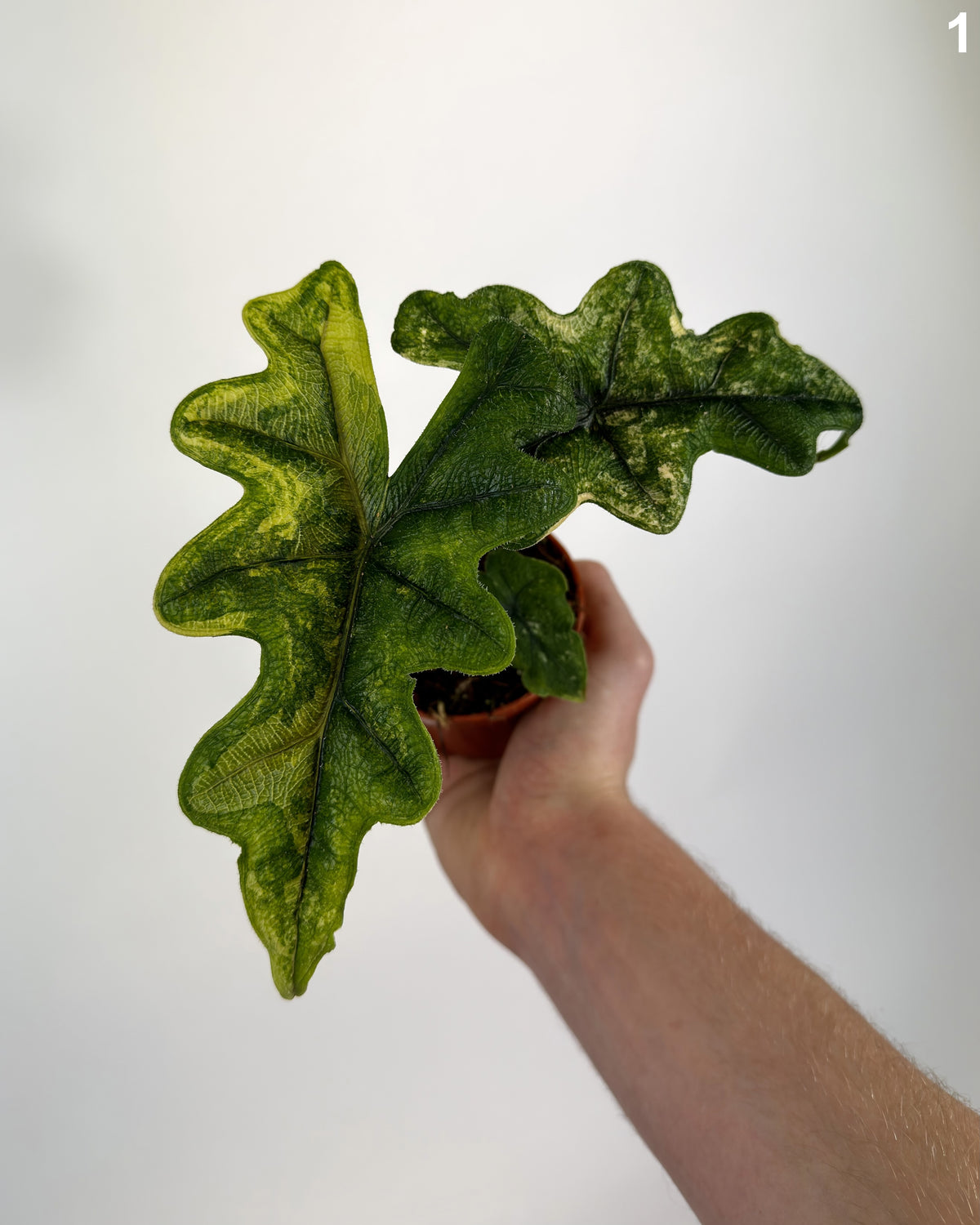 Alocasia Jacklyn Aurea Variegata Wide Form WW