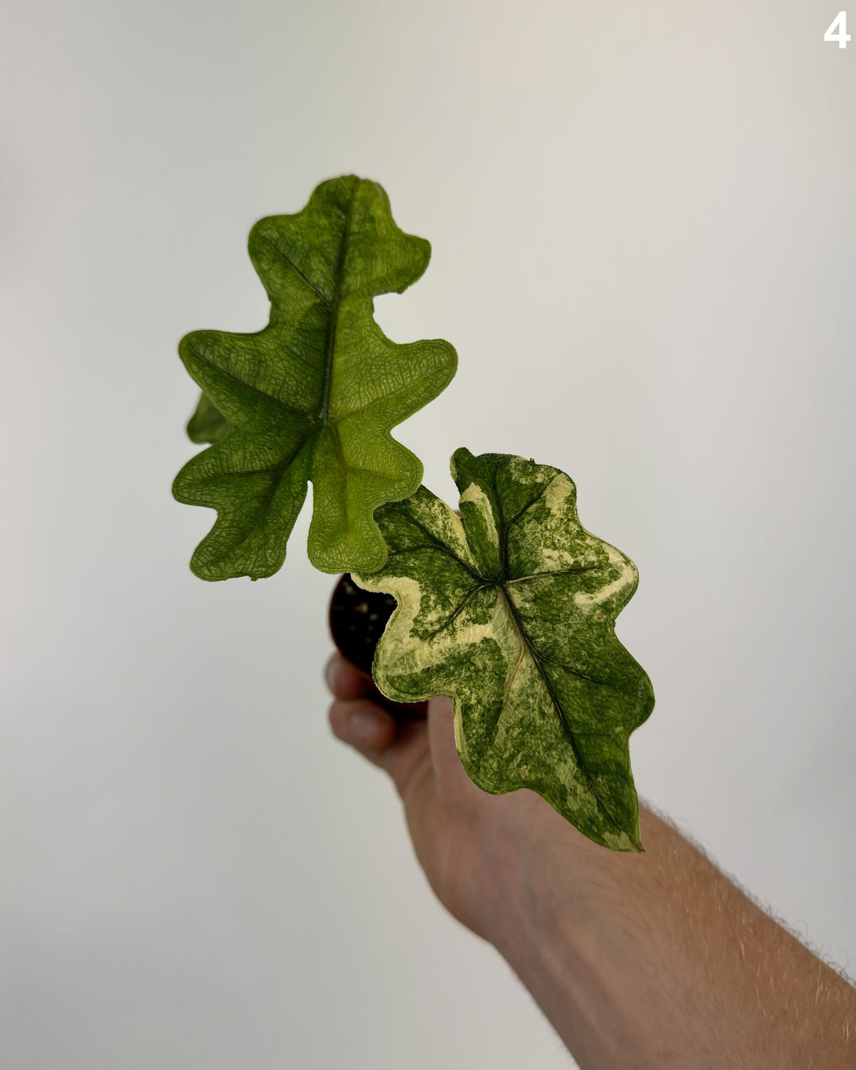 Alocasia Jacklyn Aurea Variegata Wide Form WW