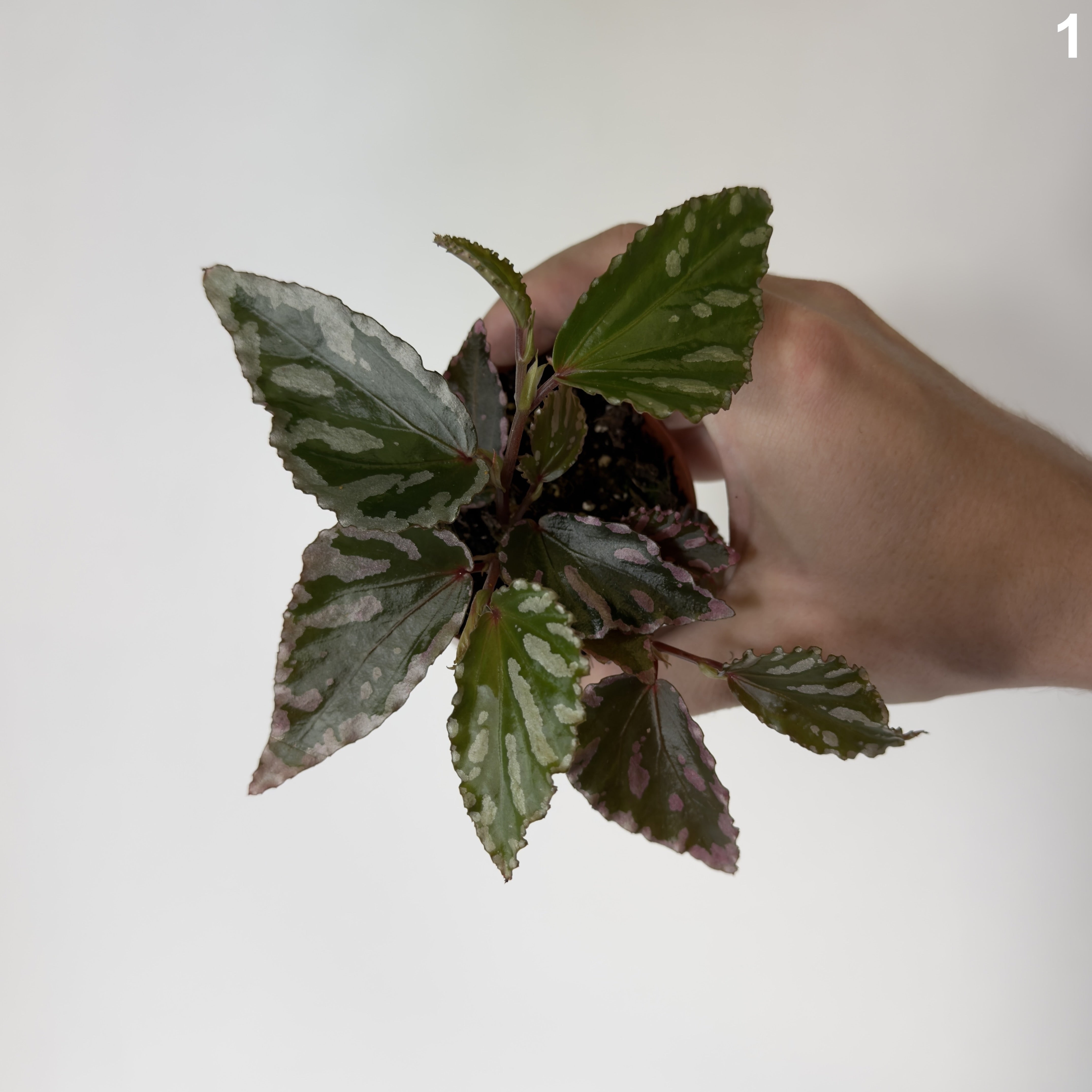 Begonia Julau