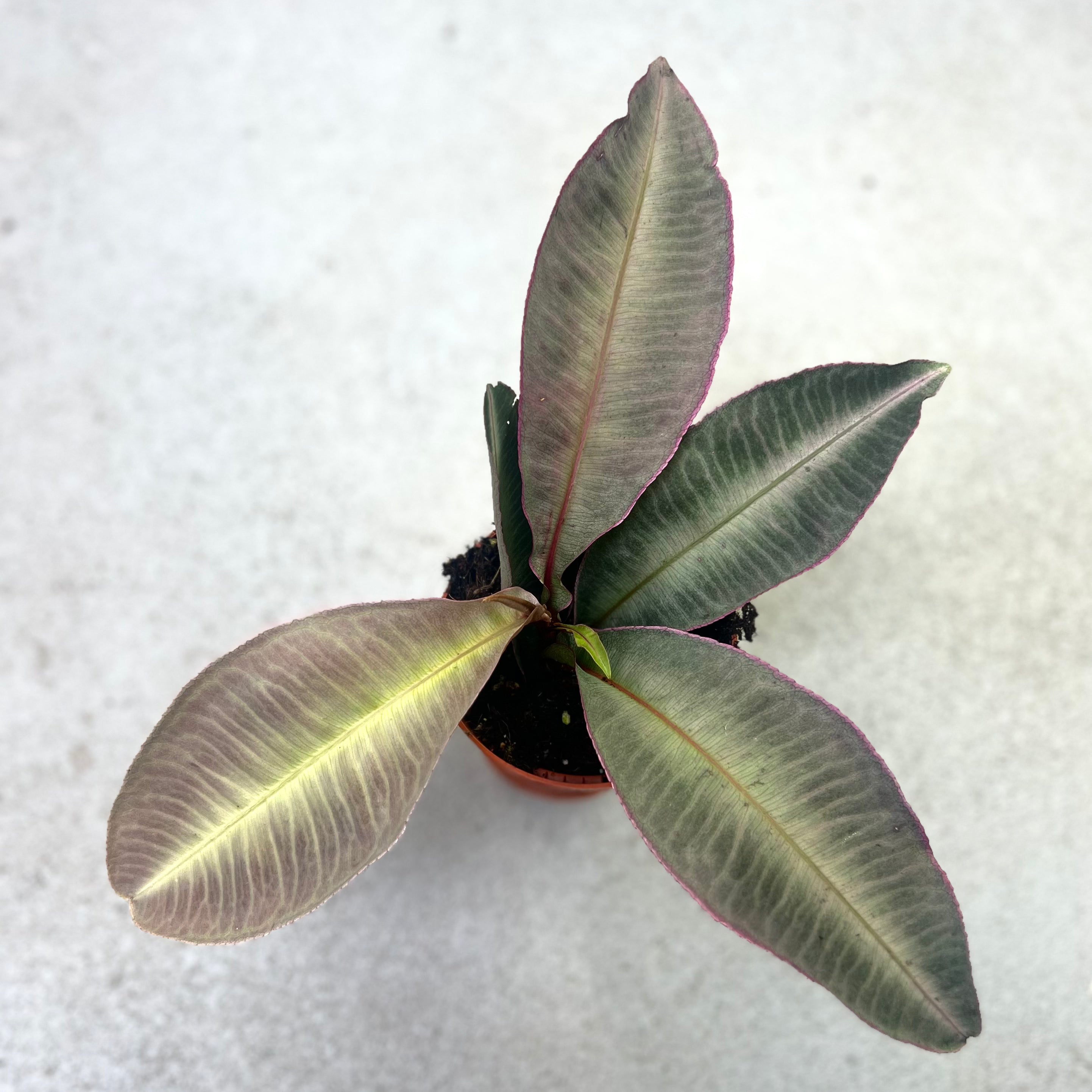 Labisia Pumila - Downtown Plant Club