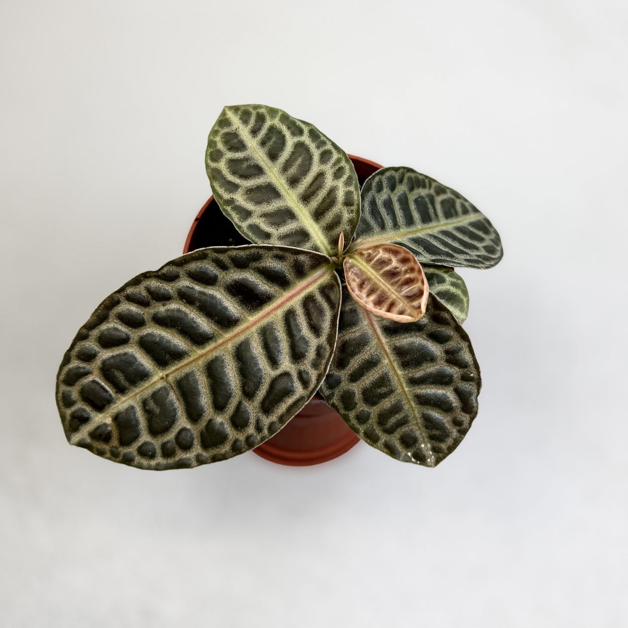 Labisia Turtle Back by Downtown Plant Club