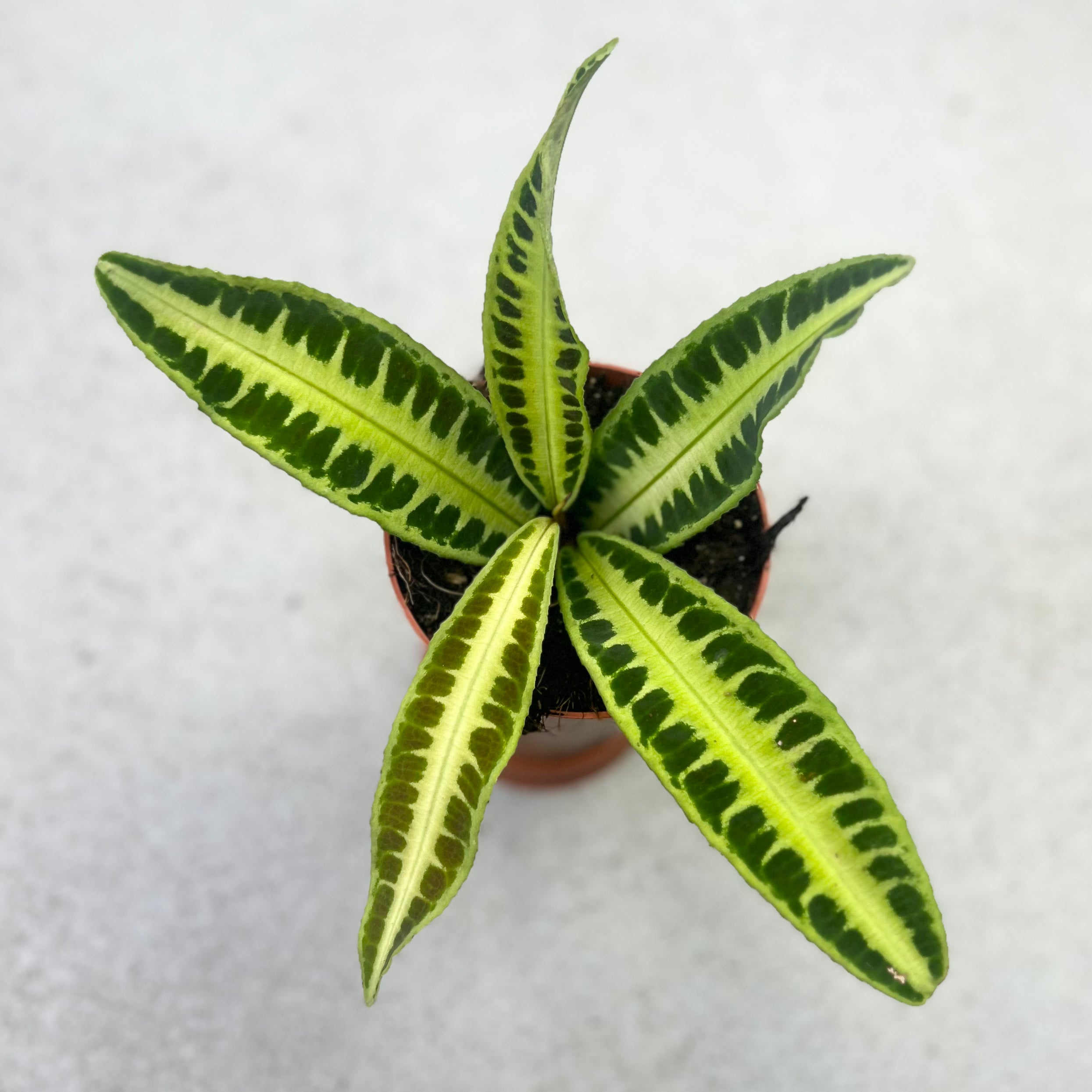 Labisia Jabi - Downtown Plant Club