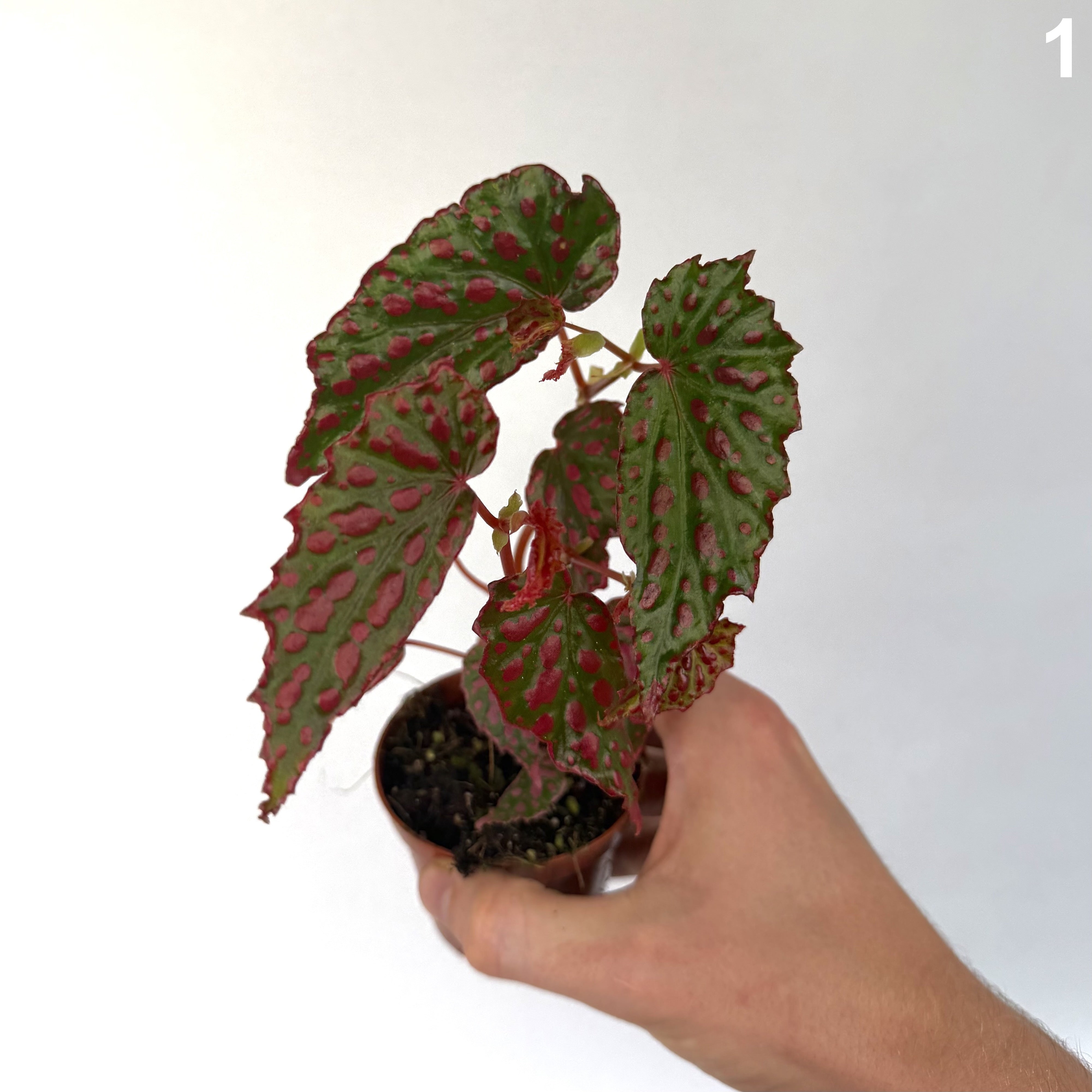 Begonia Pink Lady WW
