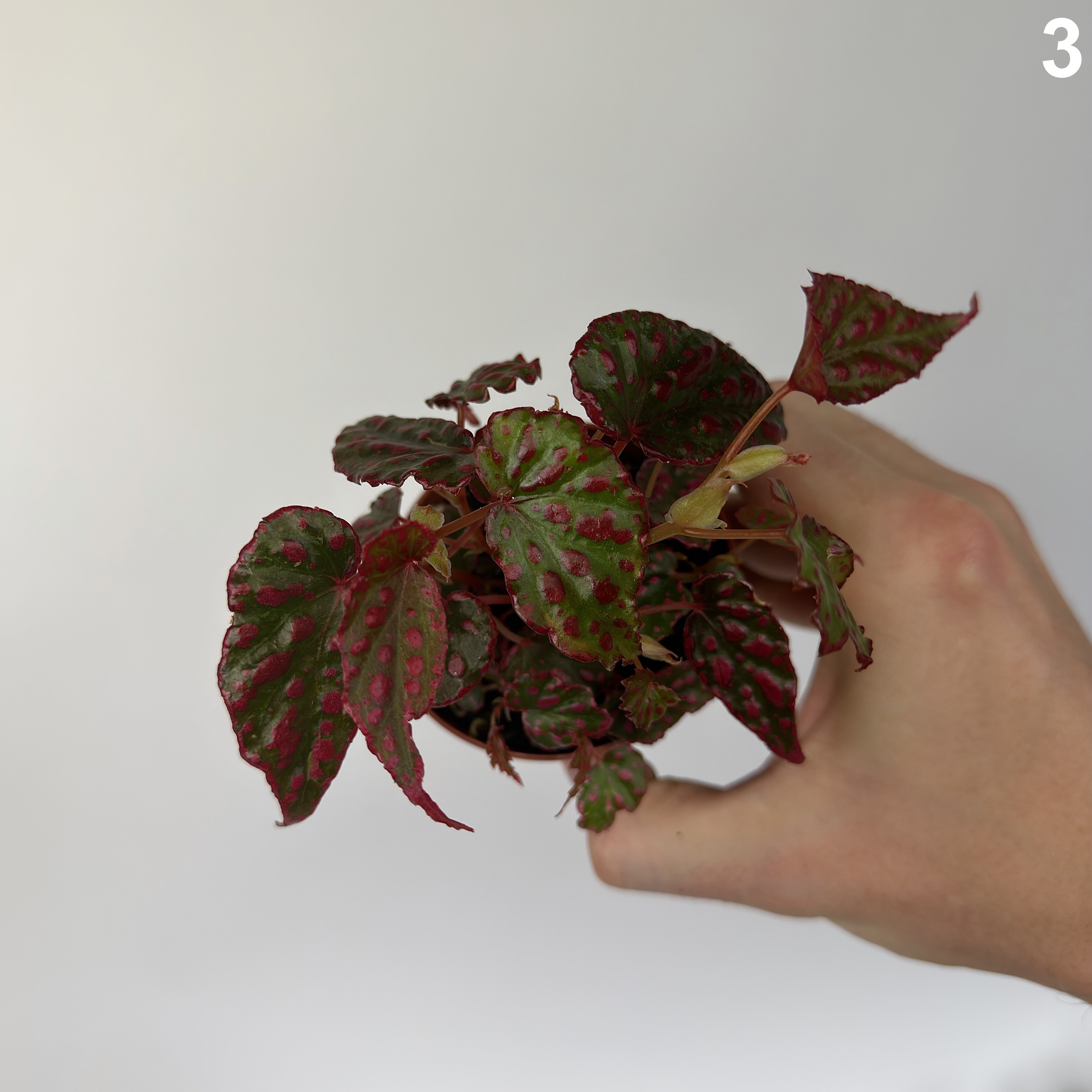 Begonia Pink Lady WW