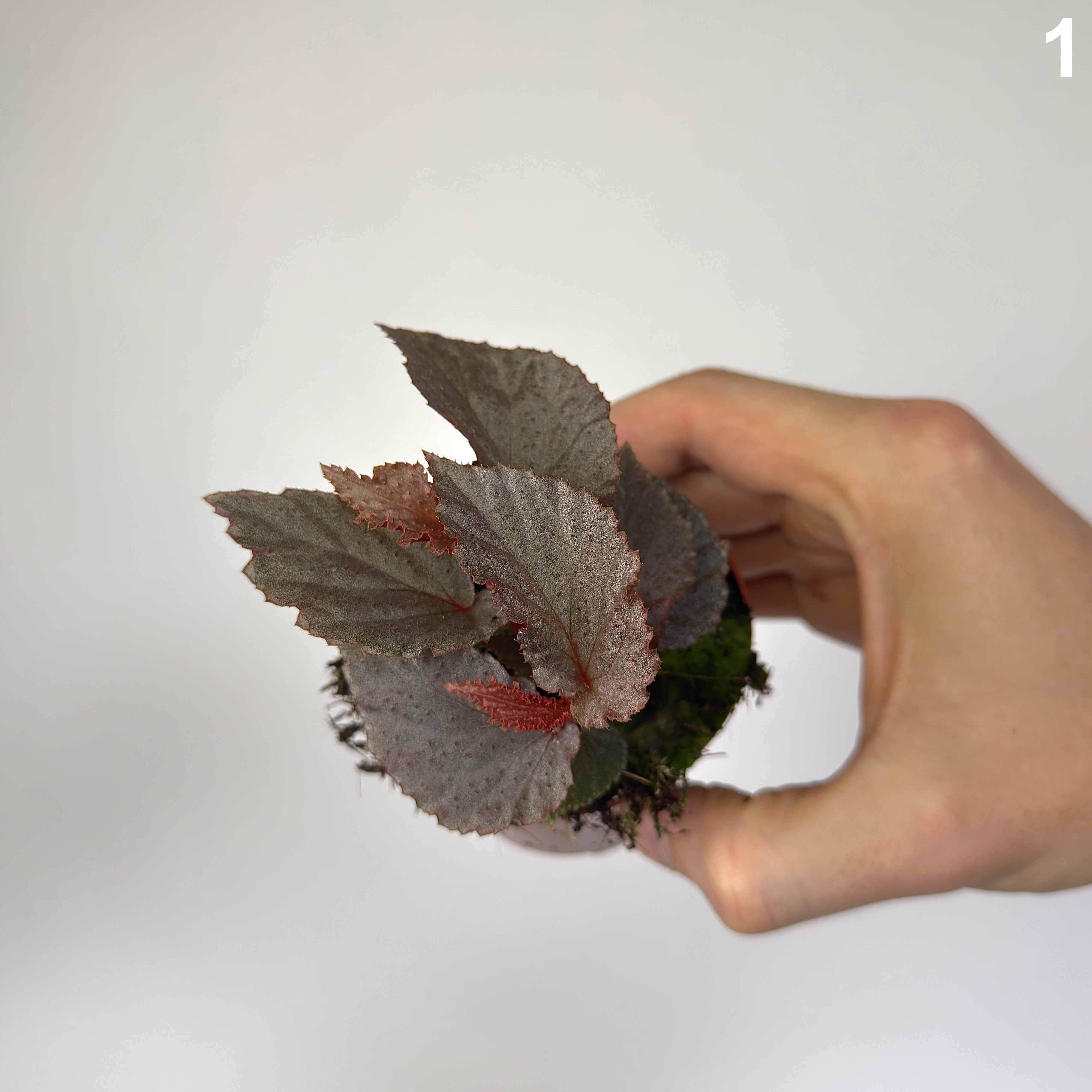 Begonia Lamriana Silver WW