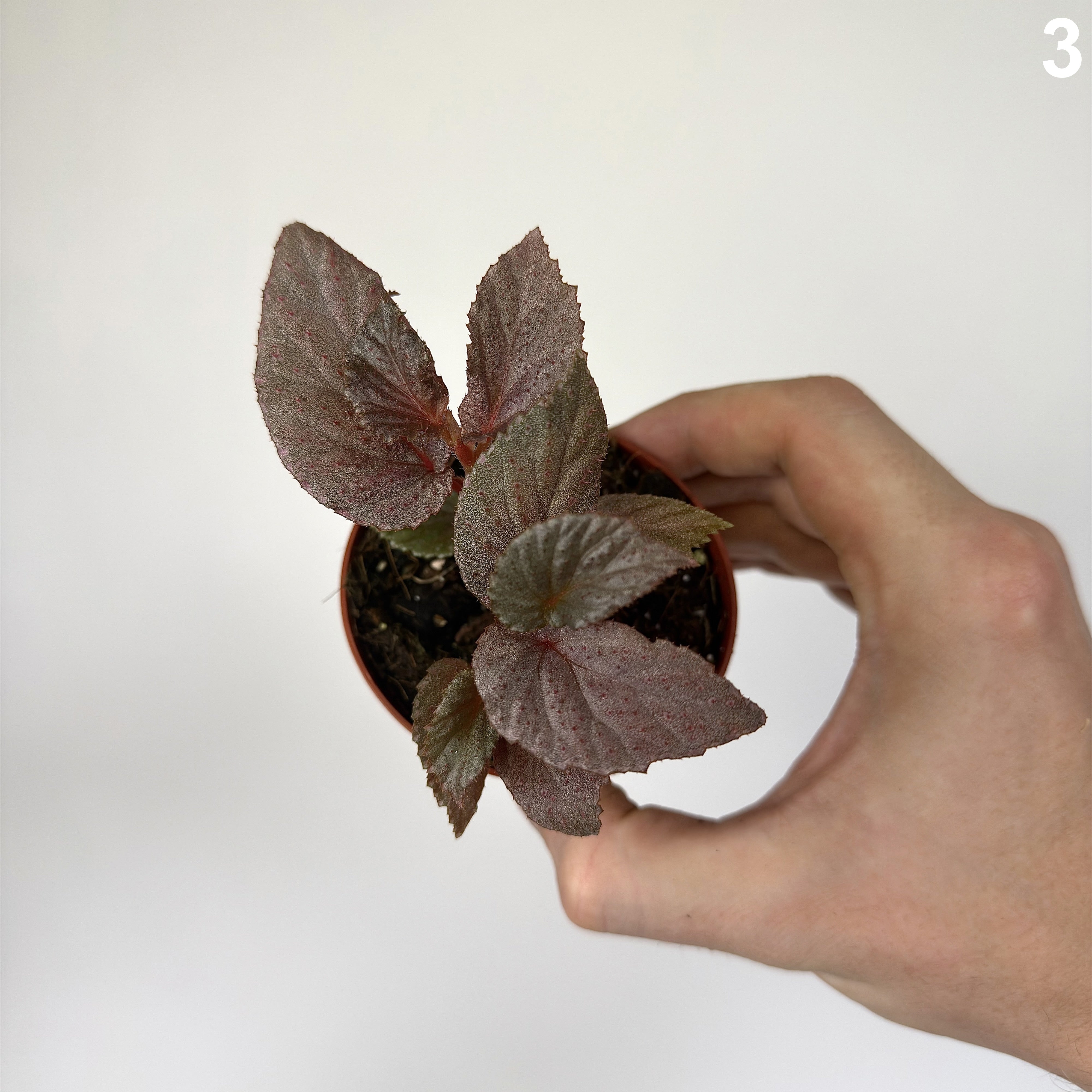 Begonia Lamriana Silver WW
