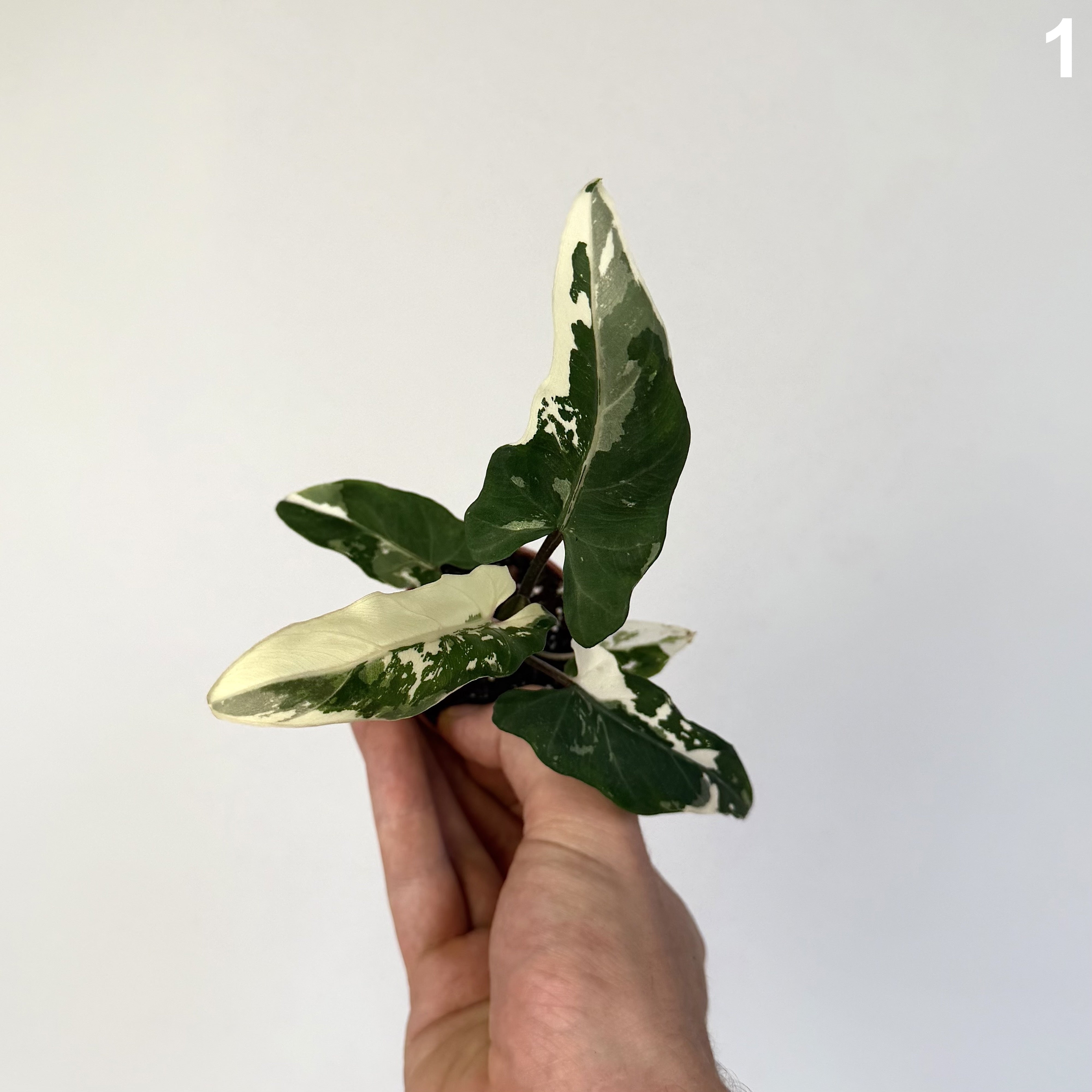 Alocasia Lauterbachiana Albo WW