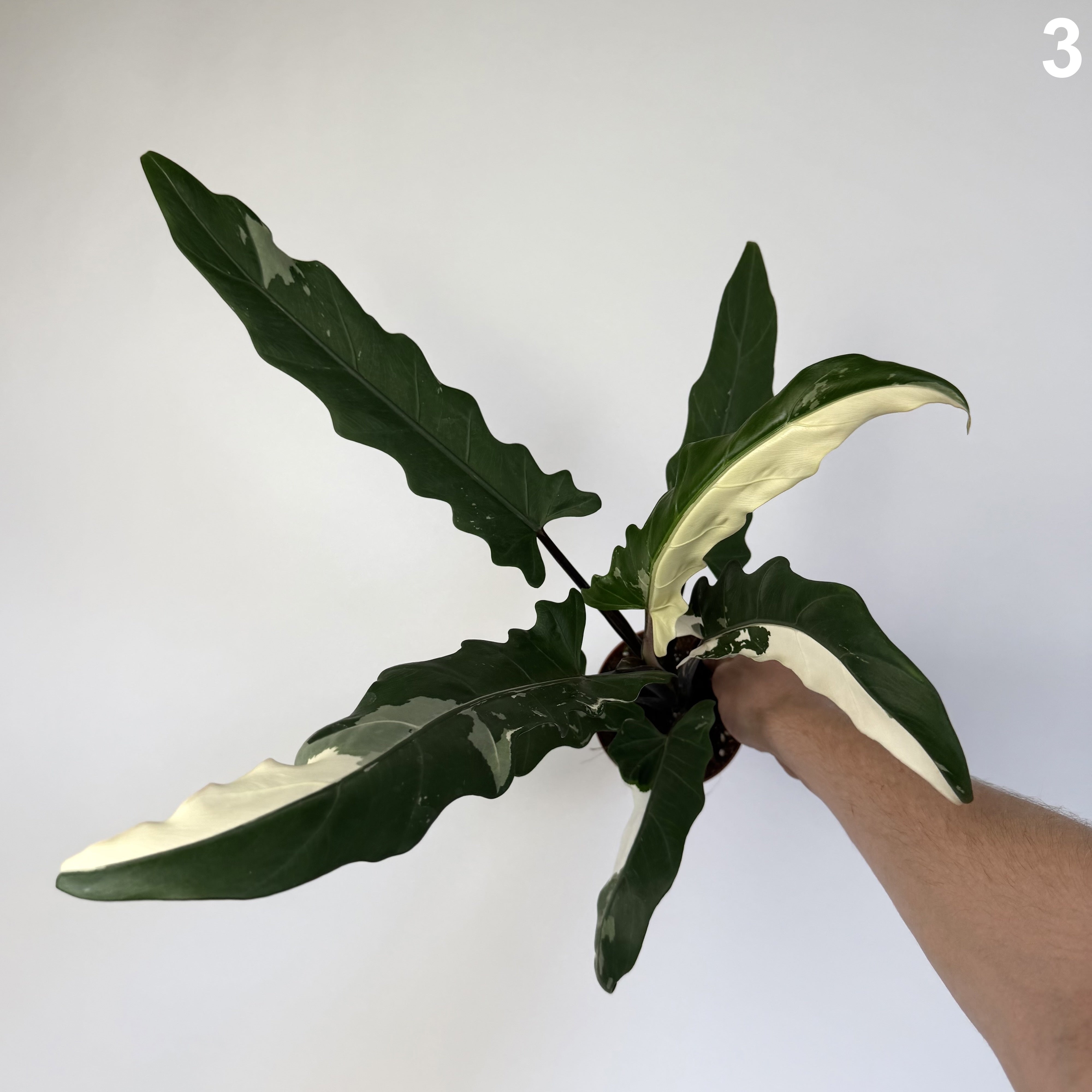 Alocasia Lauterbachiana Albo WW
