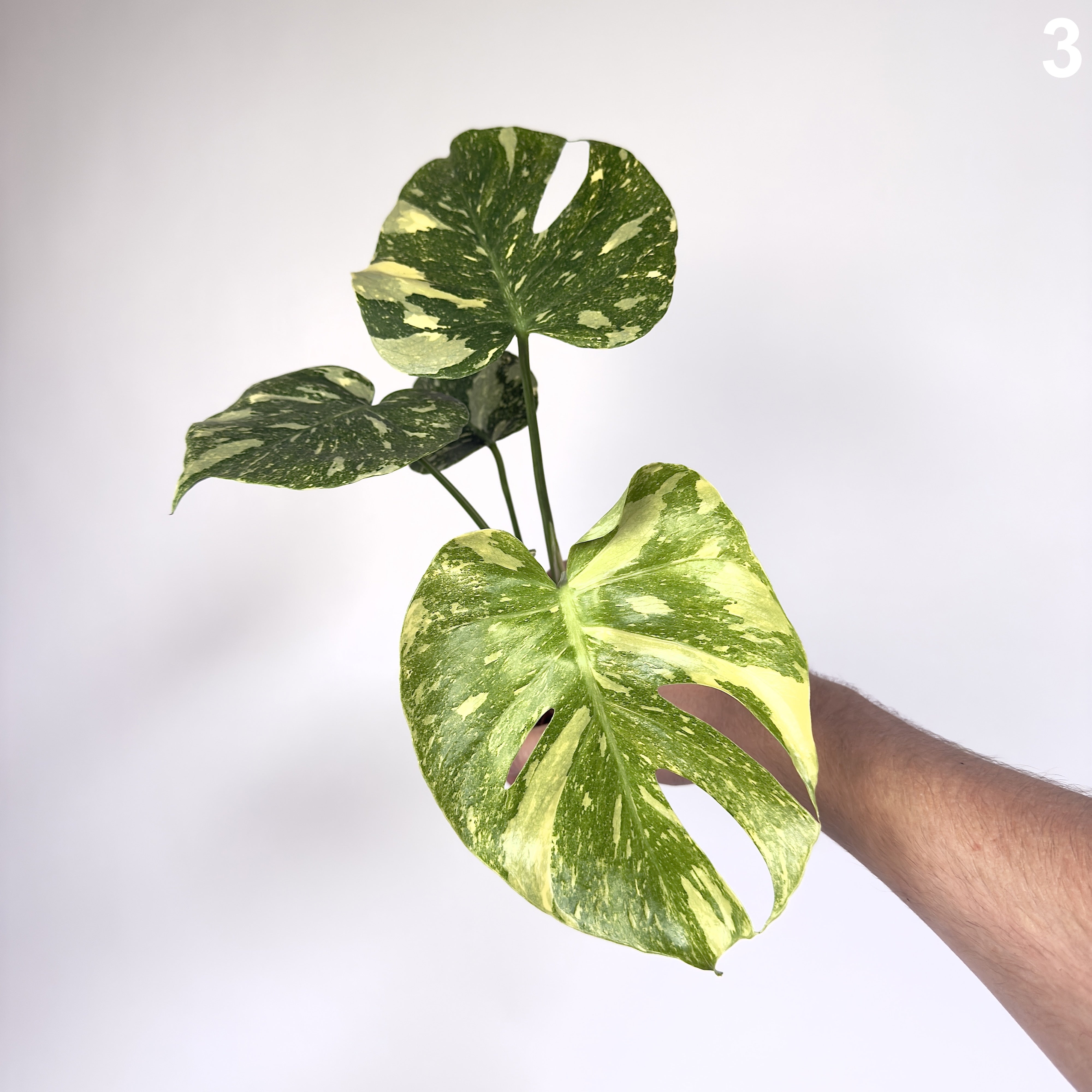 Monstera Deliciosa Legacy WW