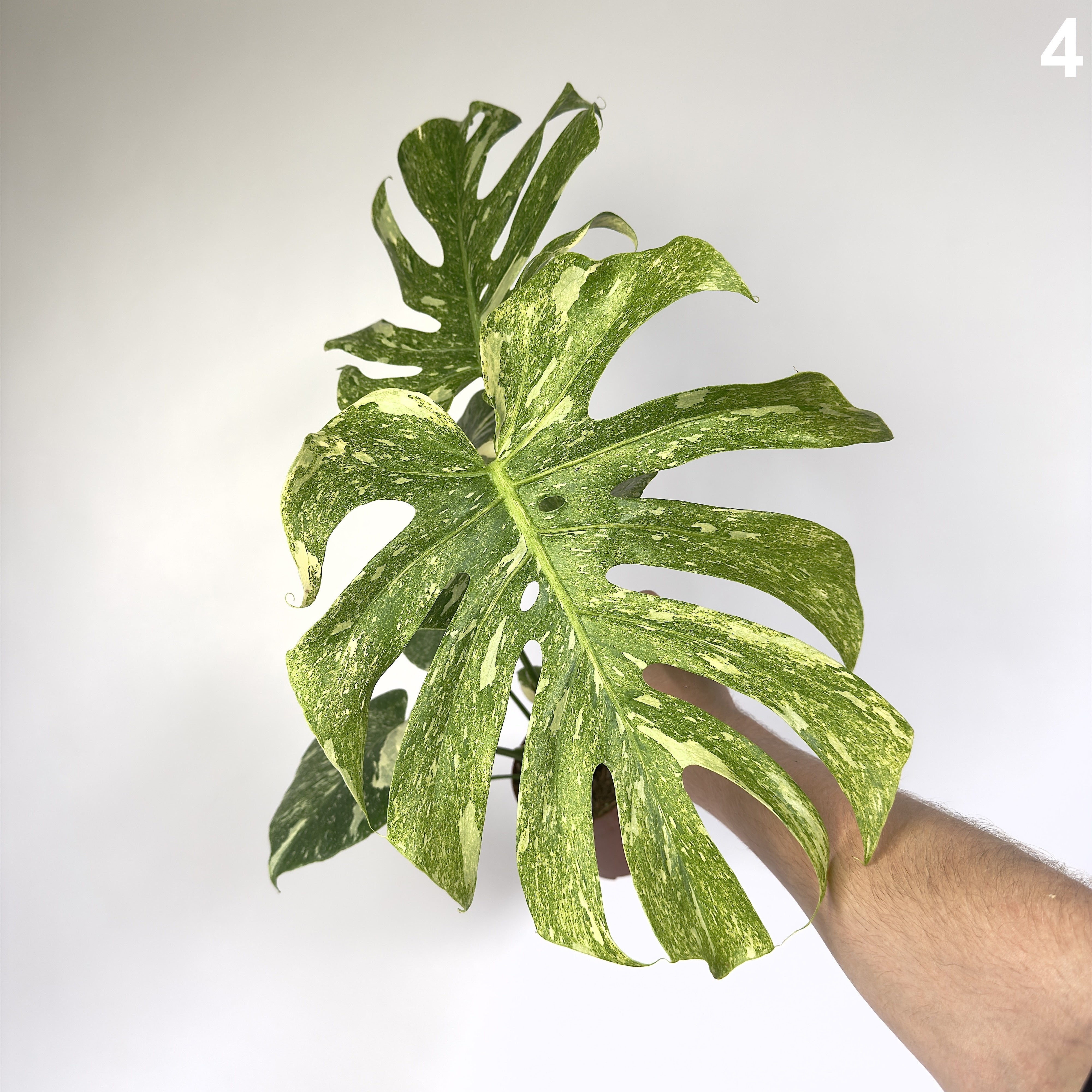 Monstera Deliciosa Legacy WW