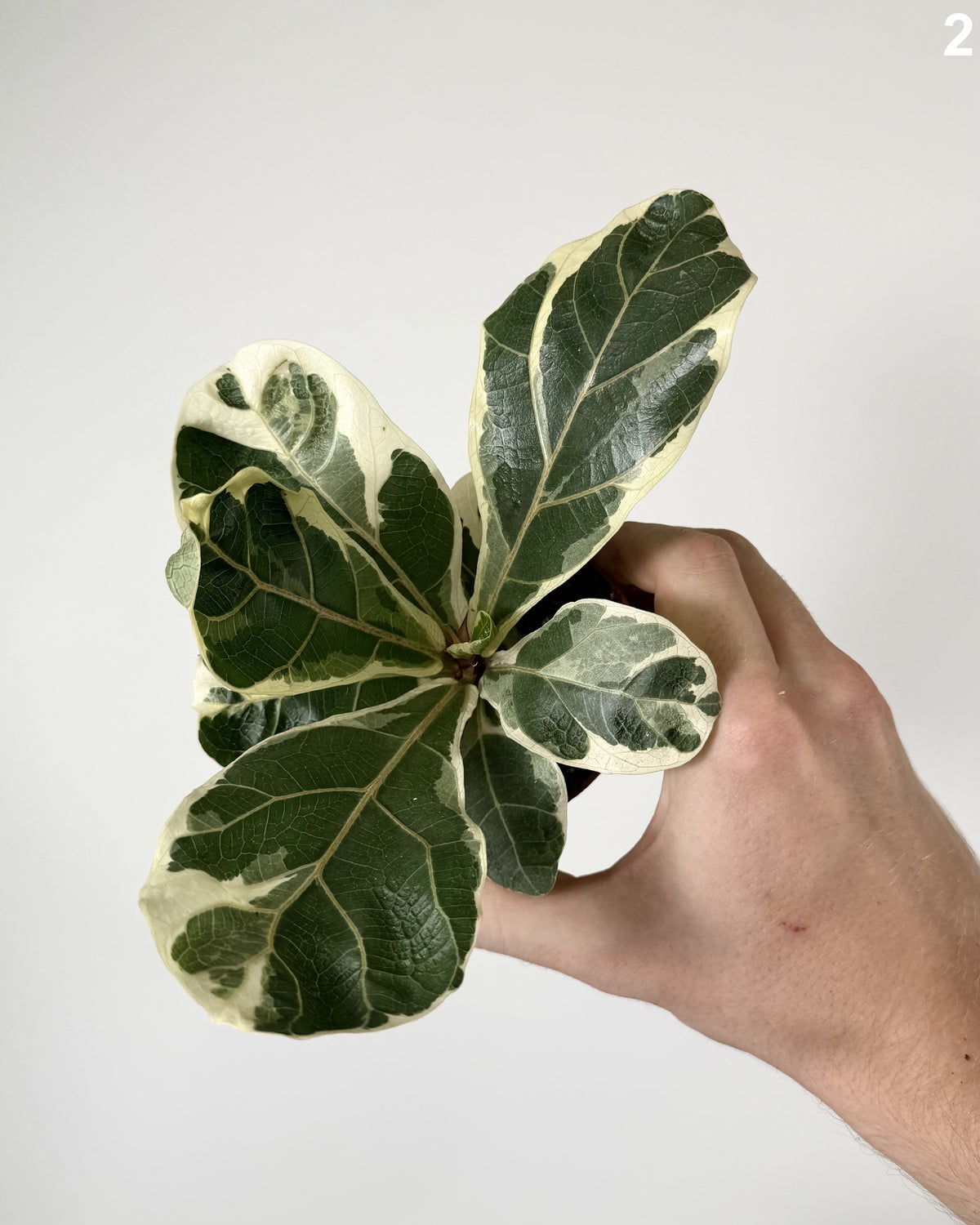 Ficus Lyrata Variegata WW