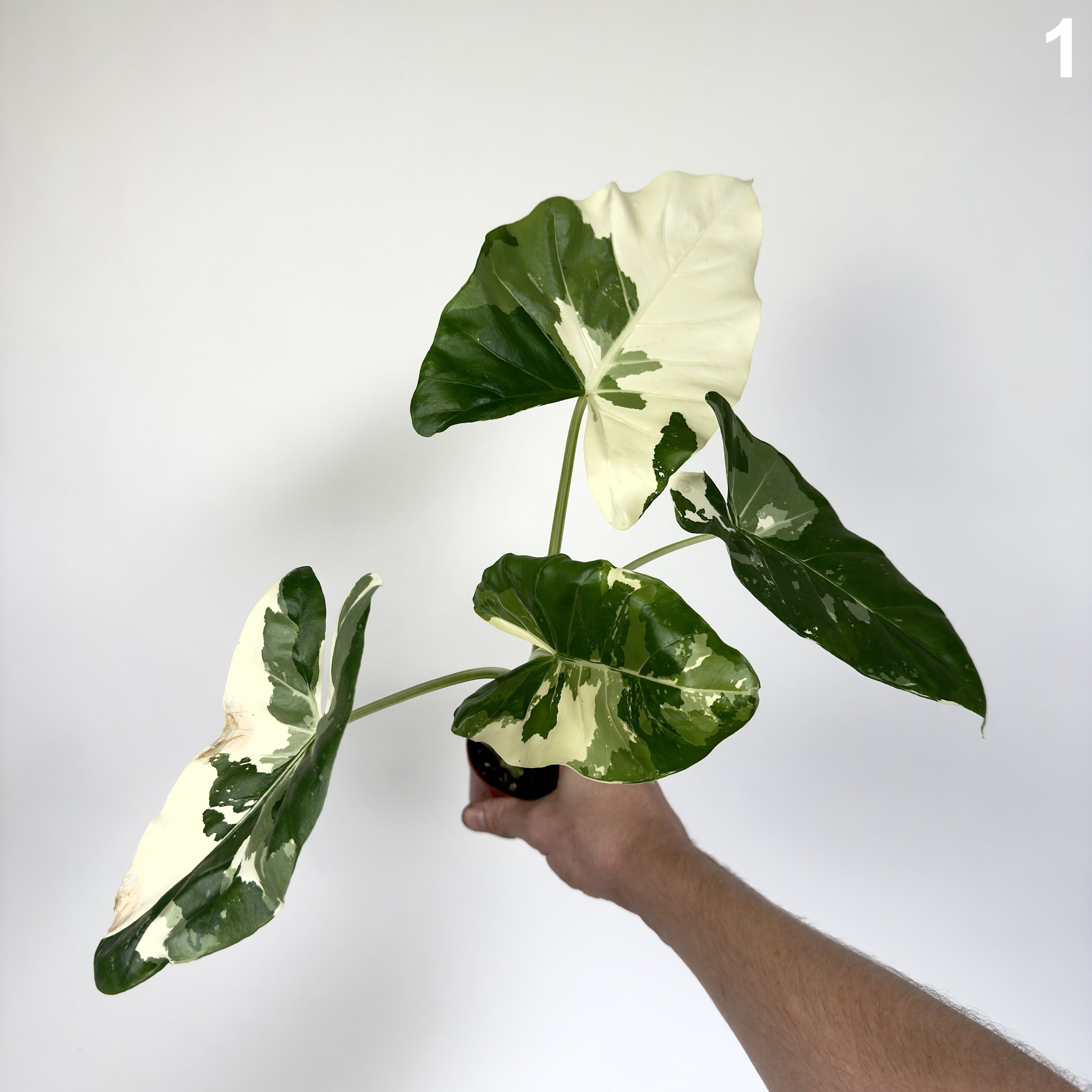 Alocasia Macrorrhiza Albo WW