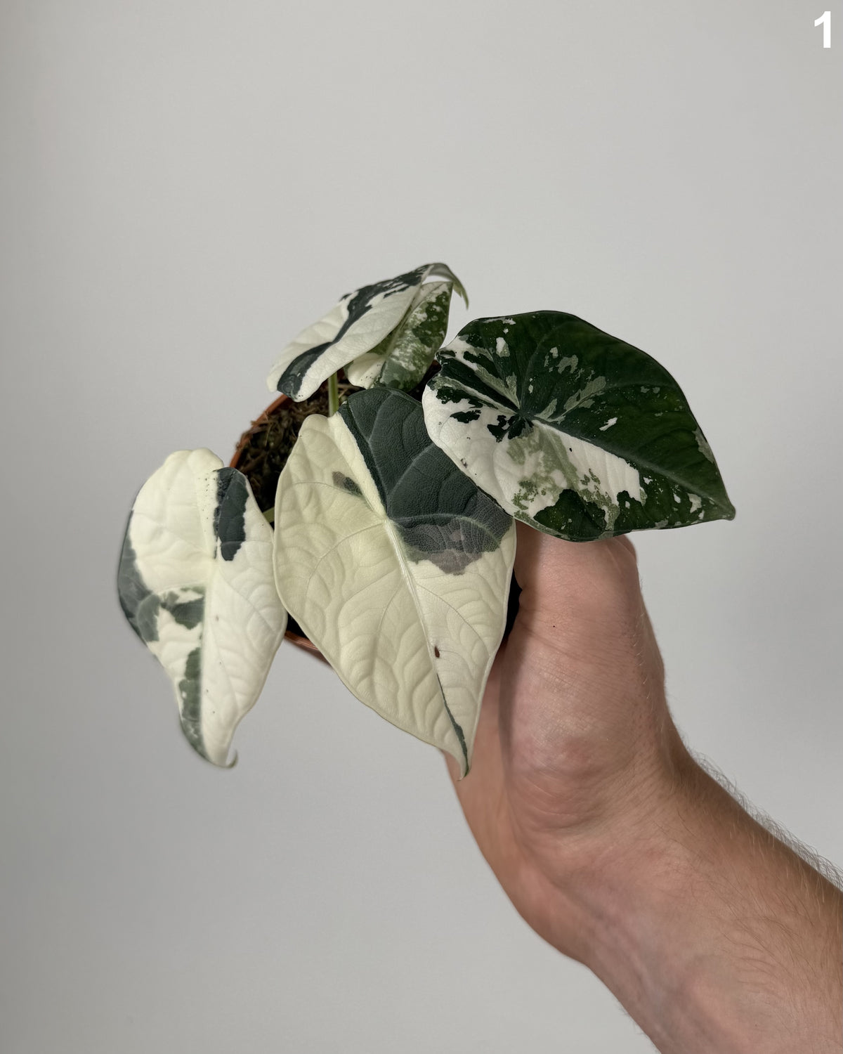 Alocasia Maharani Albo WW
