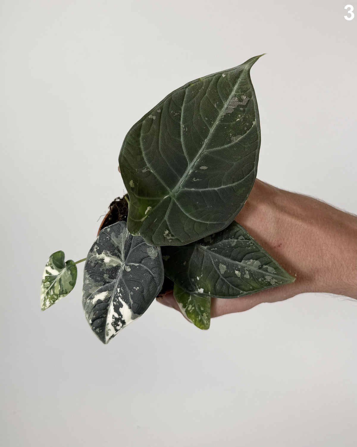 Alocasia Maharani Albo WW
