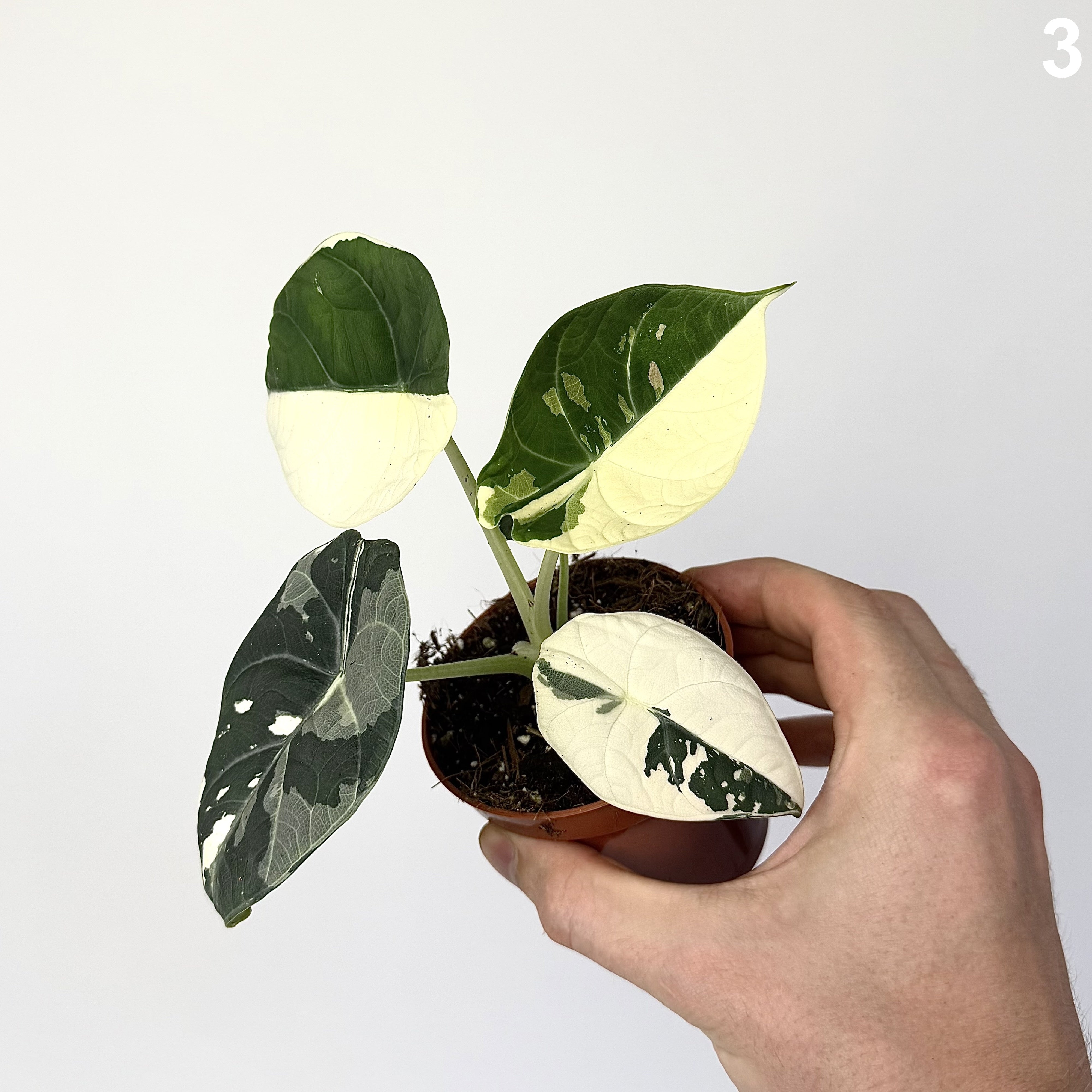 Alocasia Maharani Albo WW