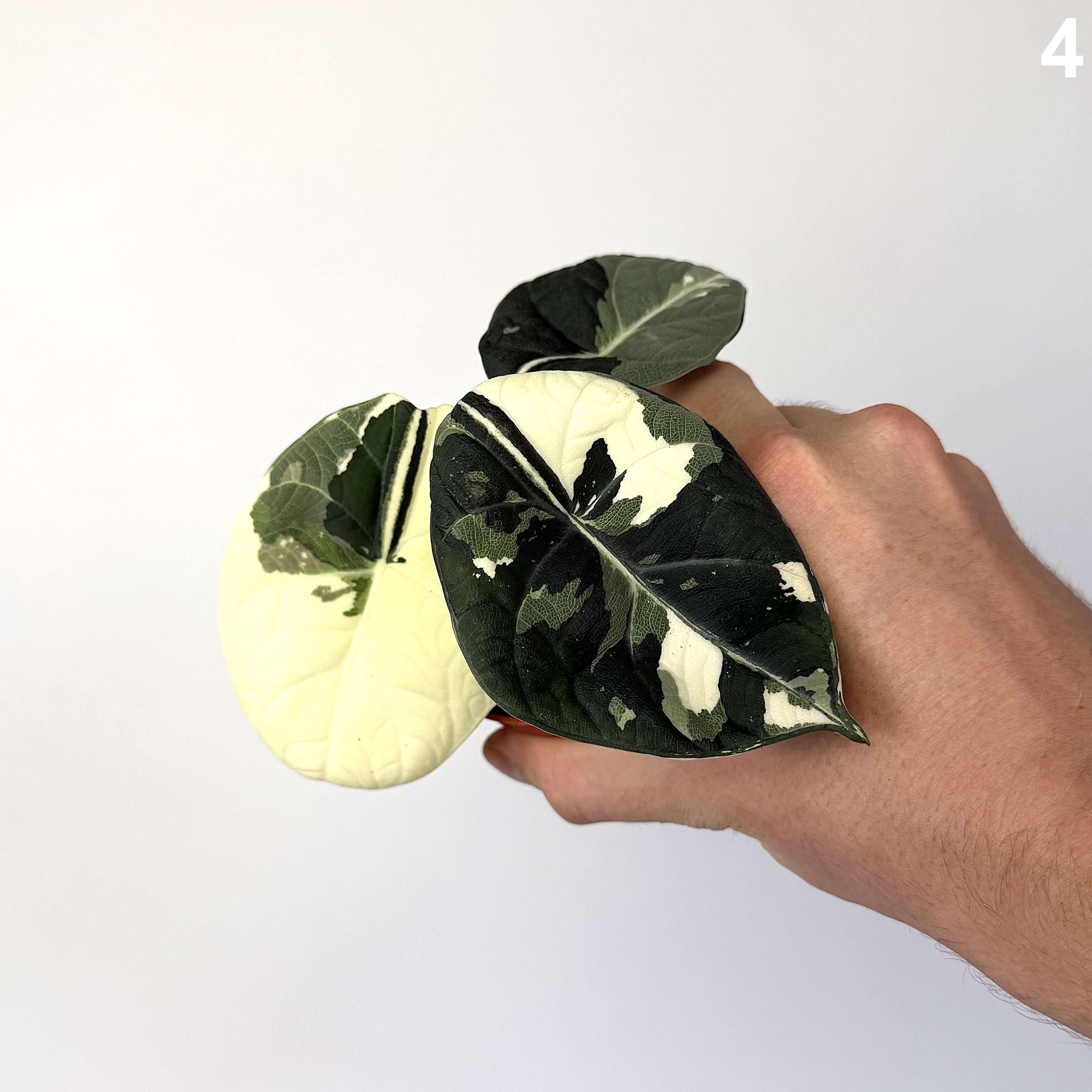 Alocasia Maharani Albo WW