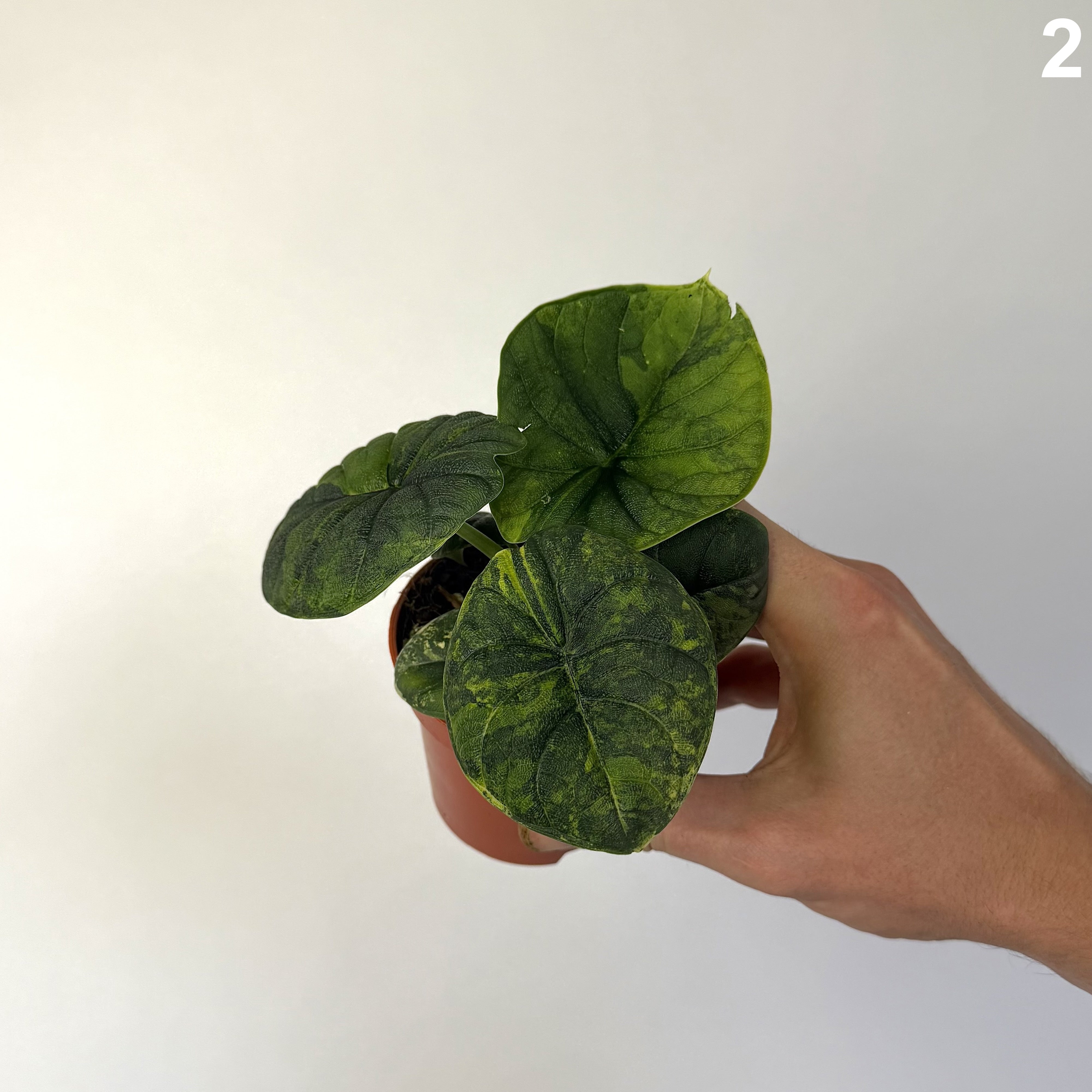 Alocasia Melo Aurea WW
