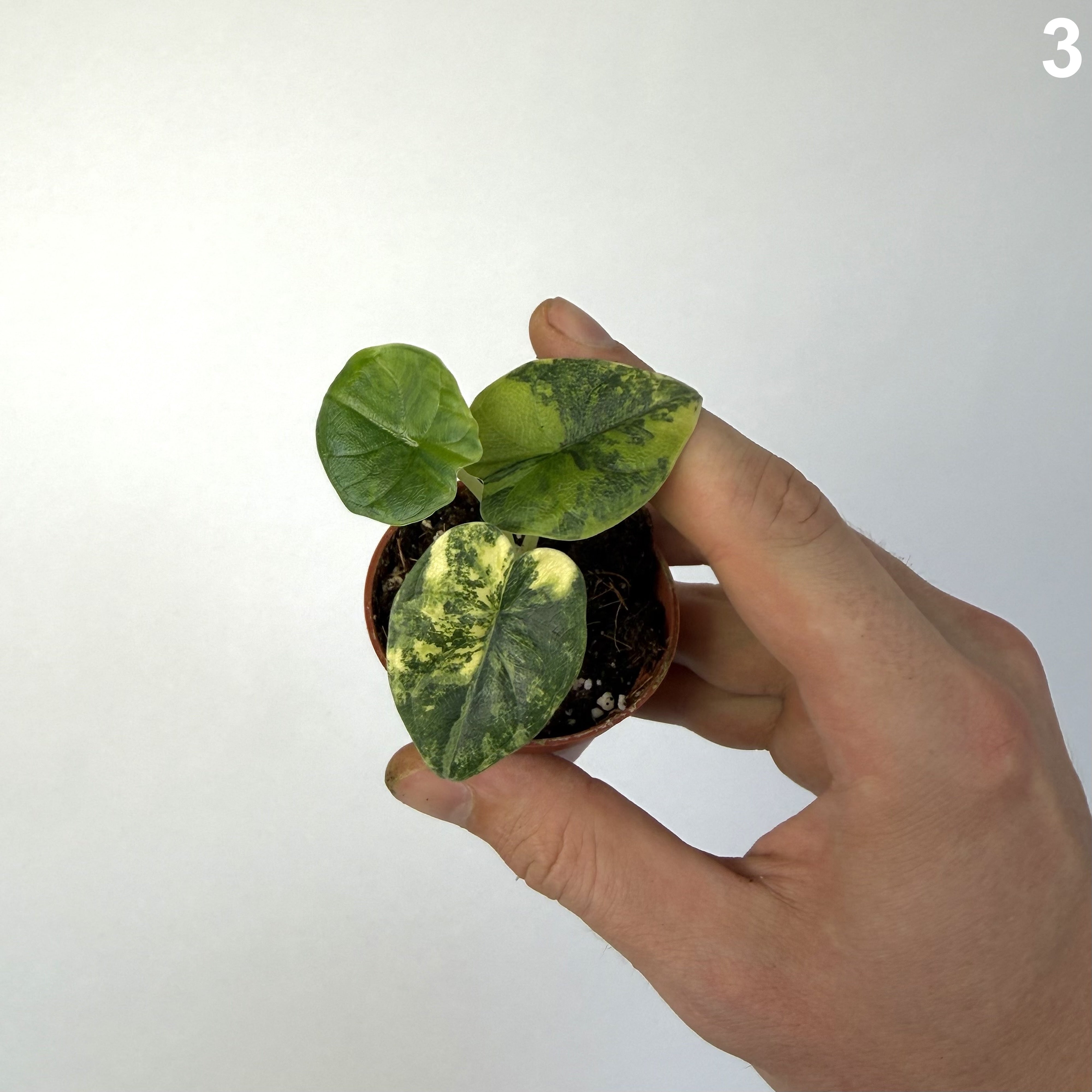 Alocasia Melo Aurea WW